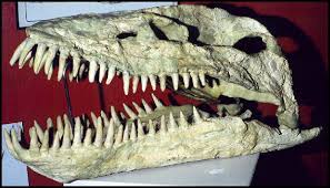 Meet the plesiosaurus: A prehistoric wonder!