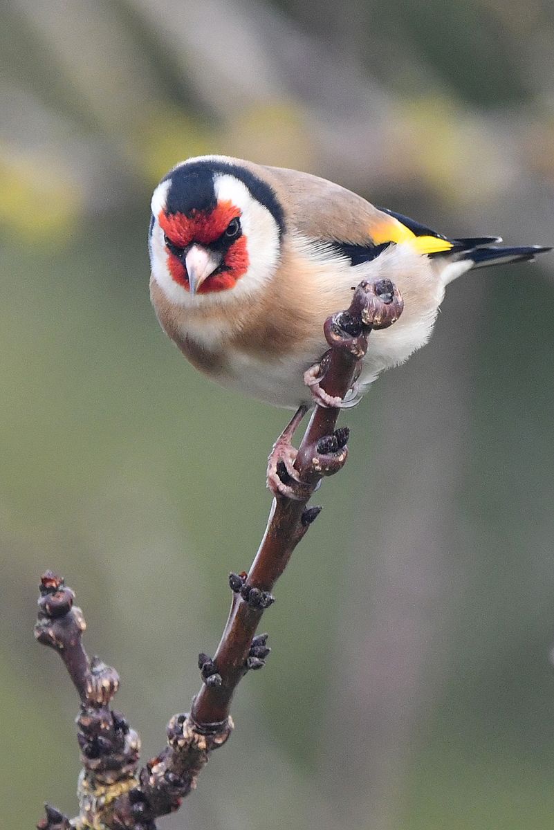 Elegant Chardonneret in France (Vienne Department, 12/24)