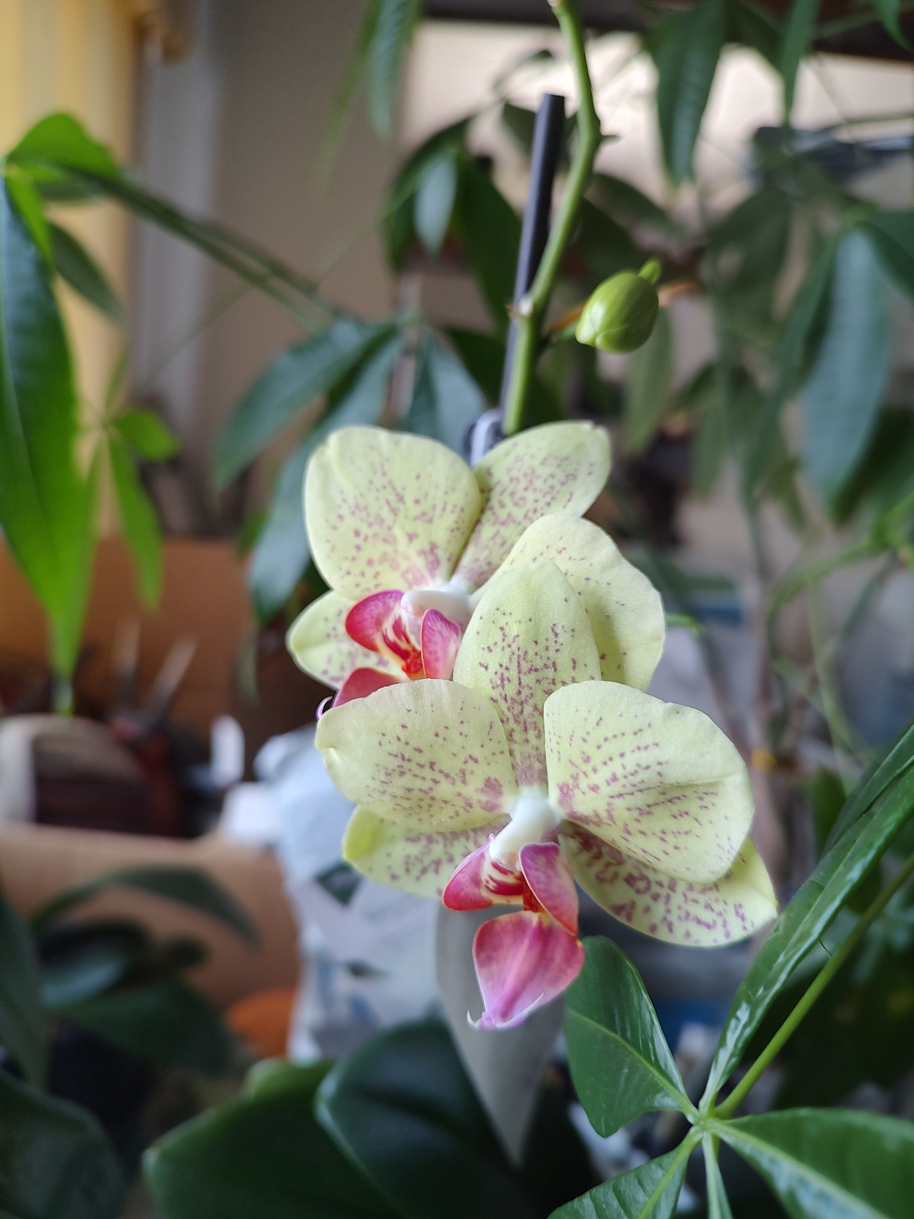 Second Blooming Orchid - January 24, 2025