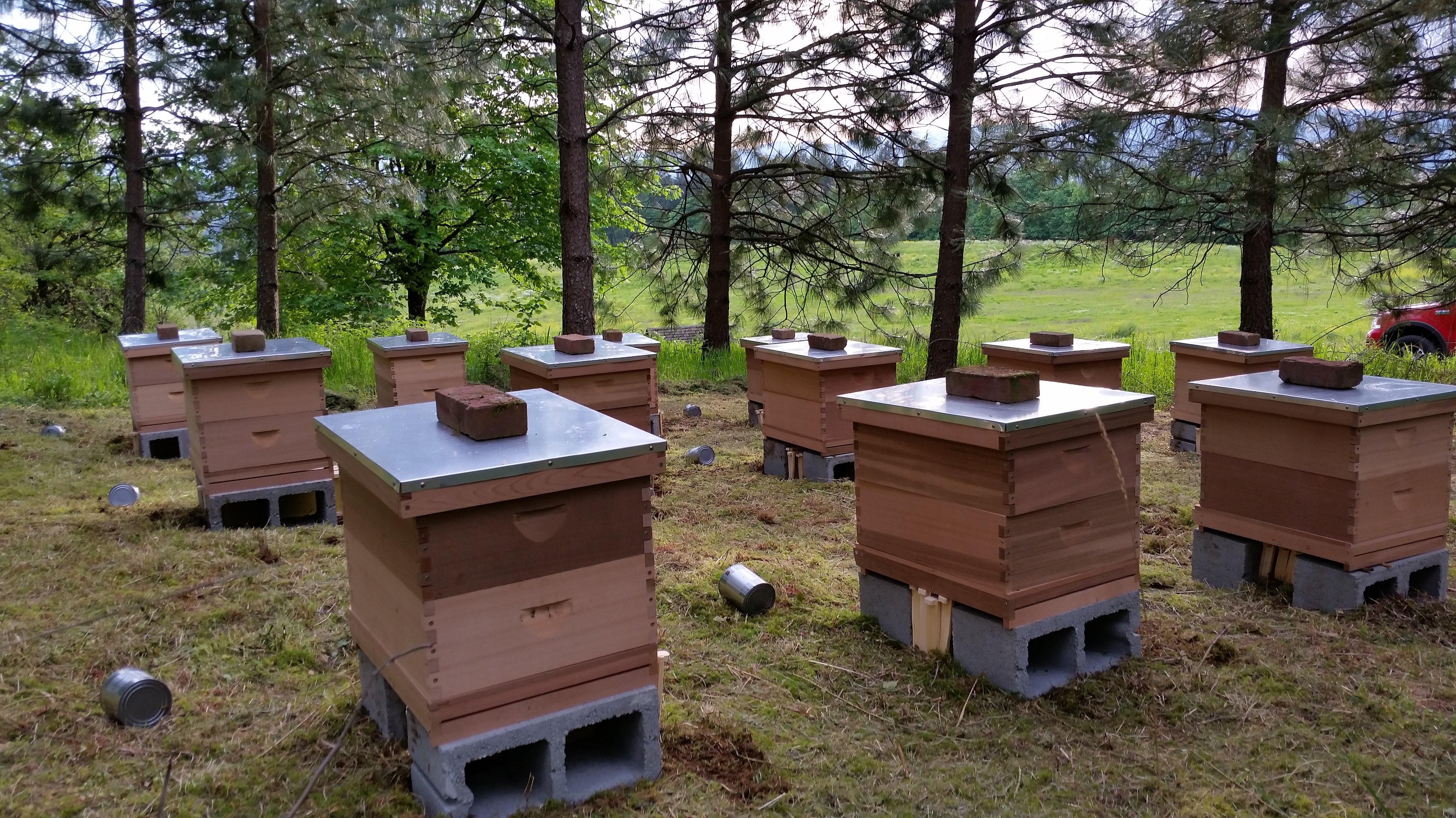 Exploring the Buzz of Winery Hives