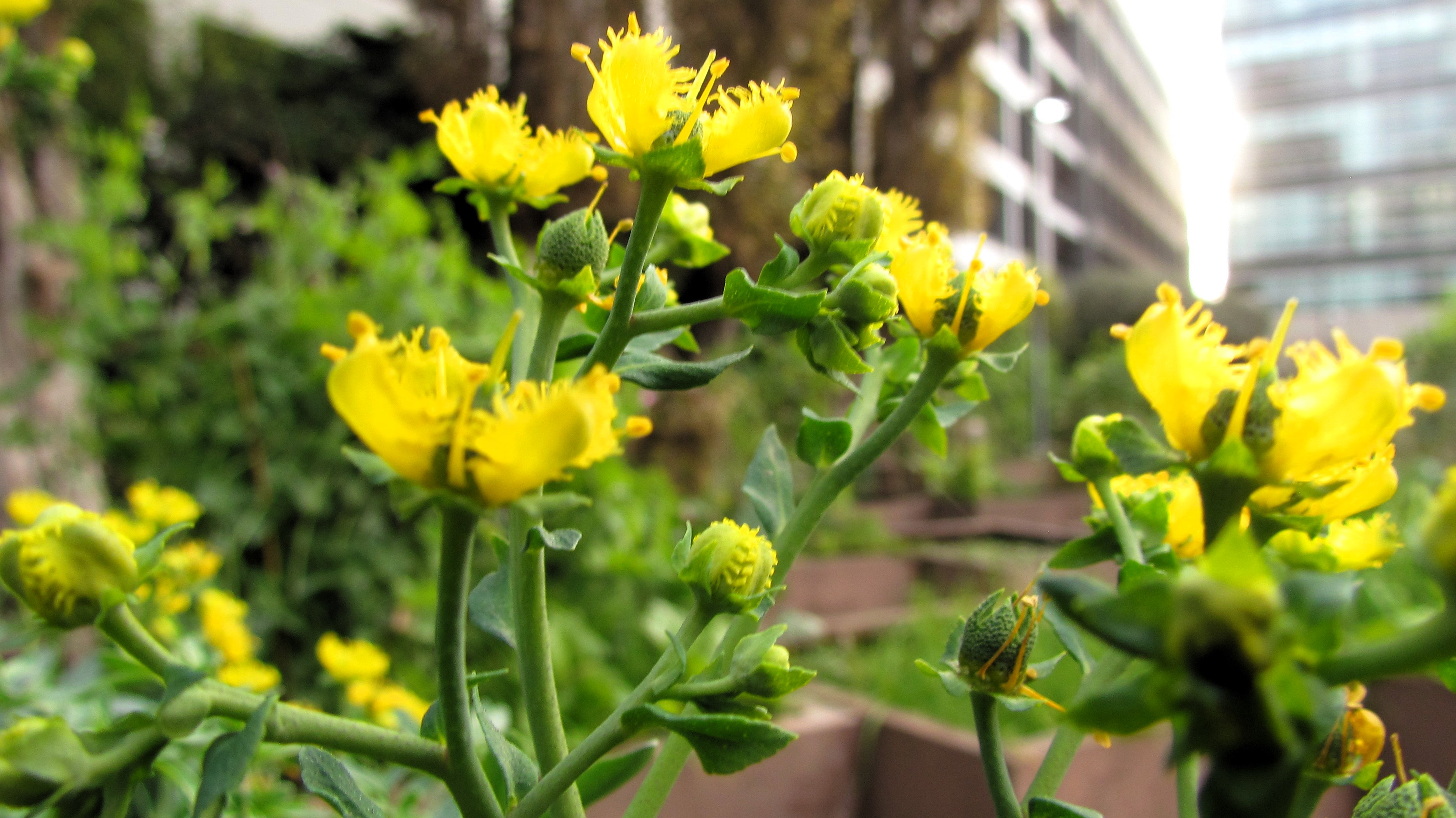 Yellow and Green: A Color Combo I Absolutely Love!