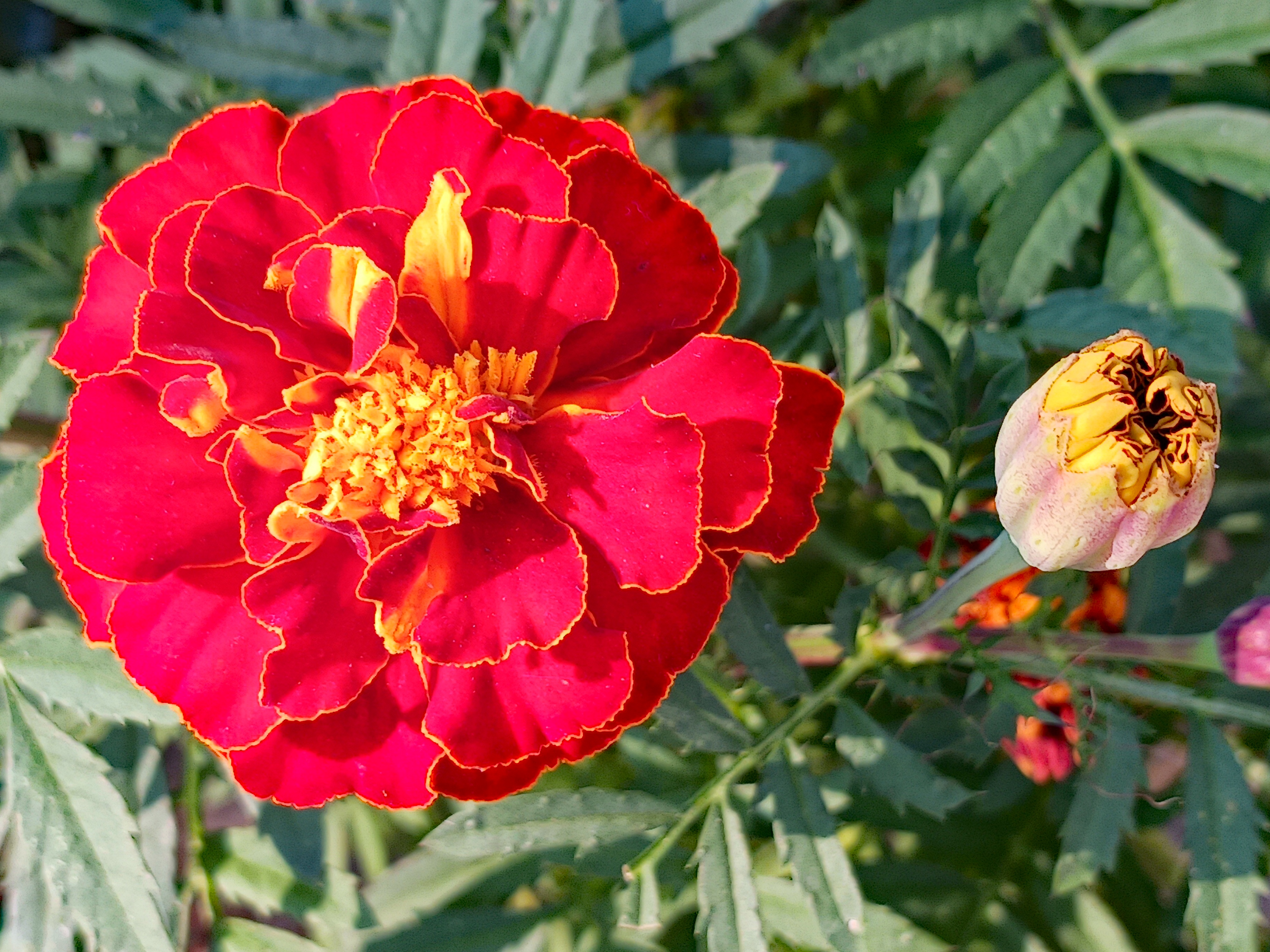 The Beauty of Marigold