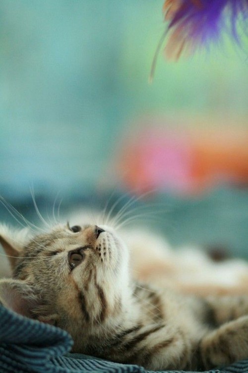 Today's Featured Feline
