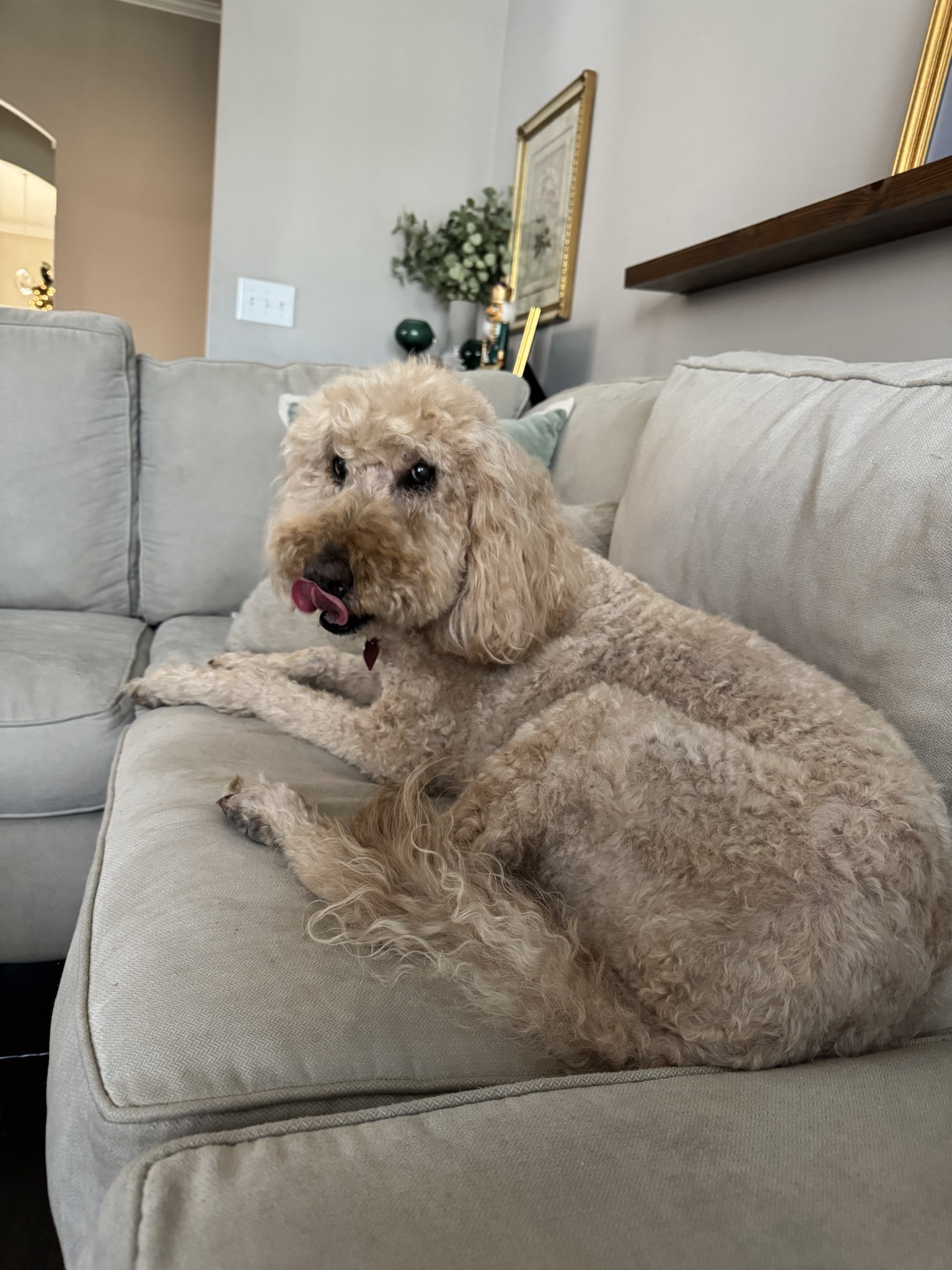 Meet Our Adorable 13-Year-Old Goldendoodle