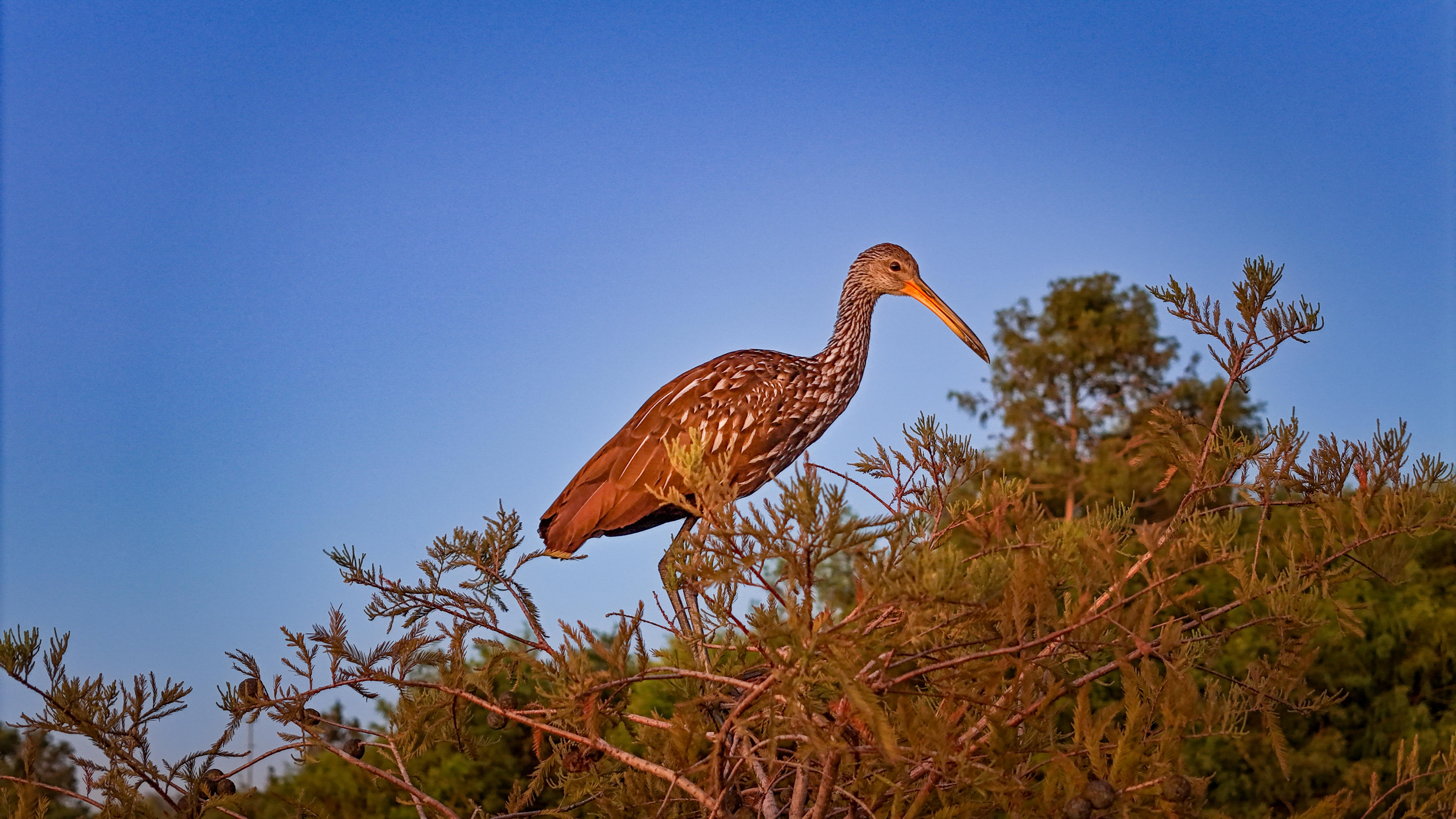 Morning Views of Texas Swamp Birds: Nature's Beauty