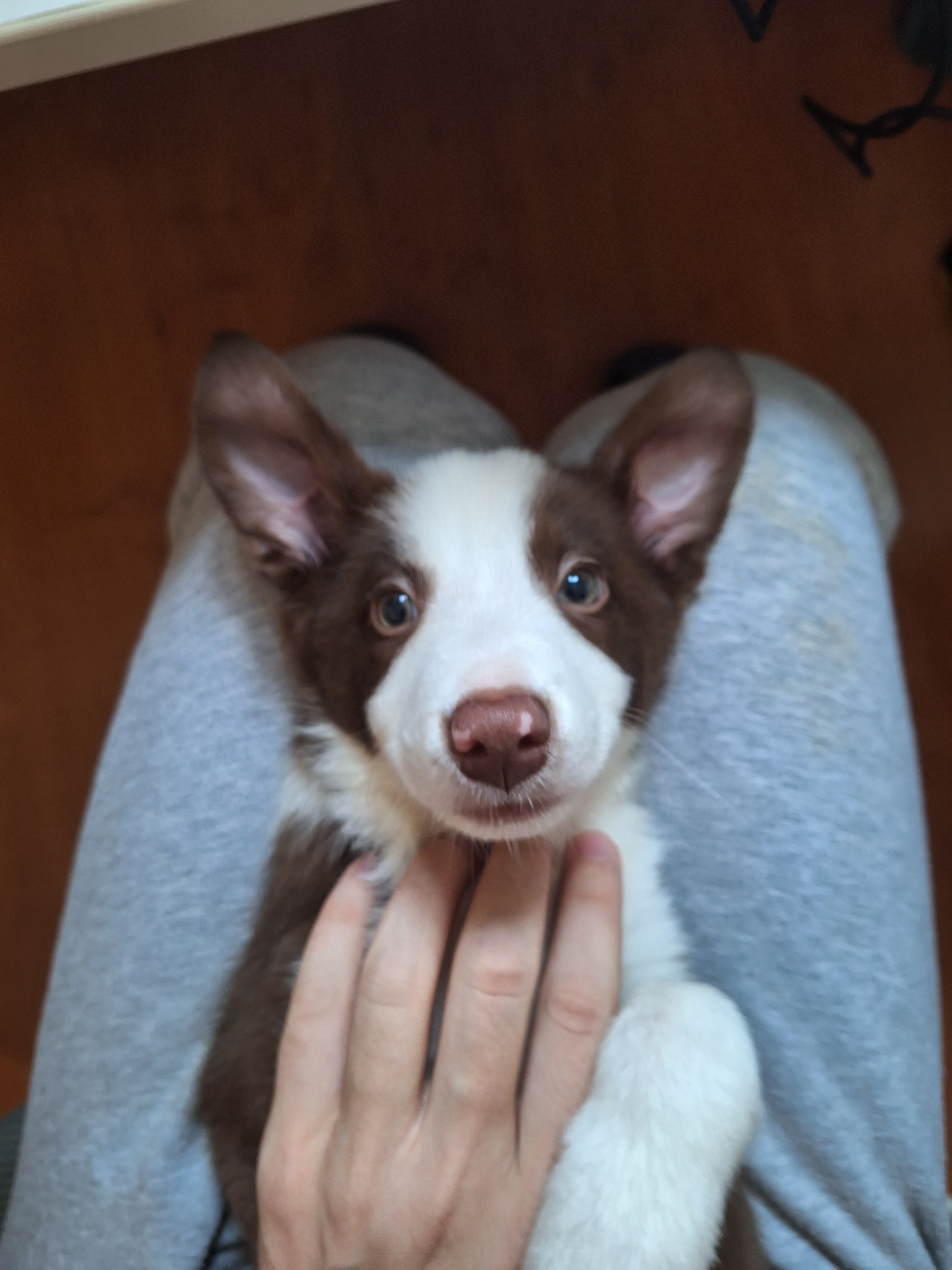 Introducing Juno: My Adorable Border Collie Puppy!