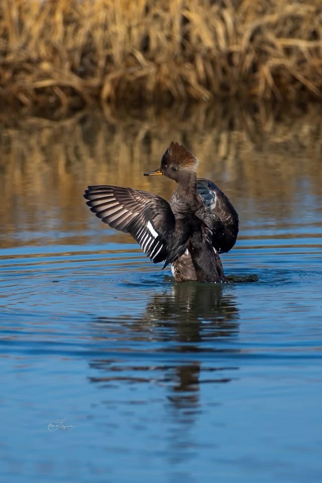 Meet the Hooded Merganser