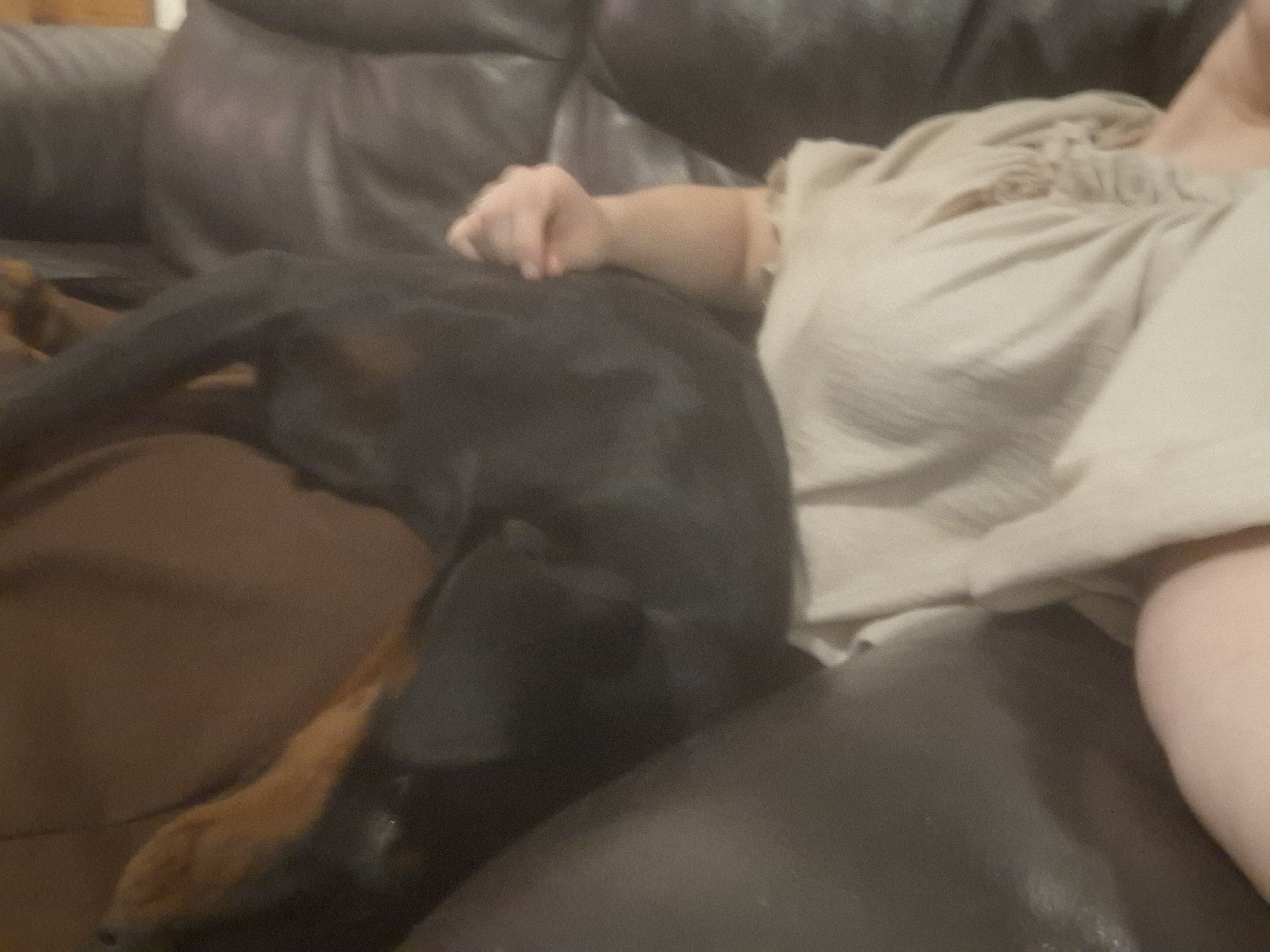 The tiniest lapdog you've ever seen