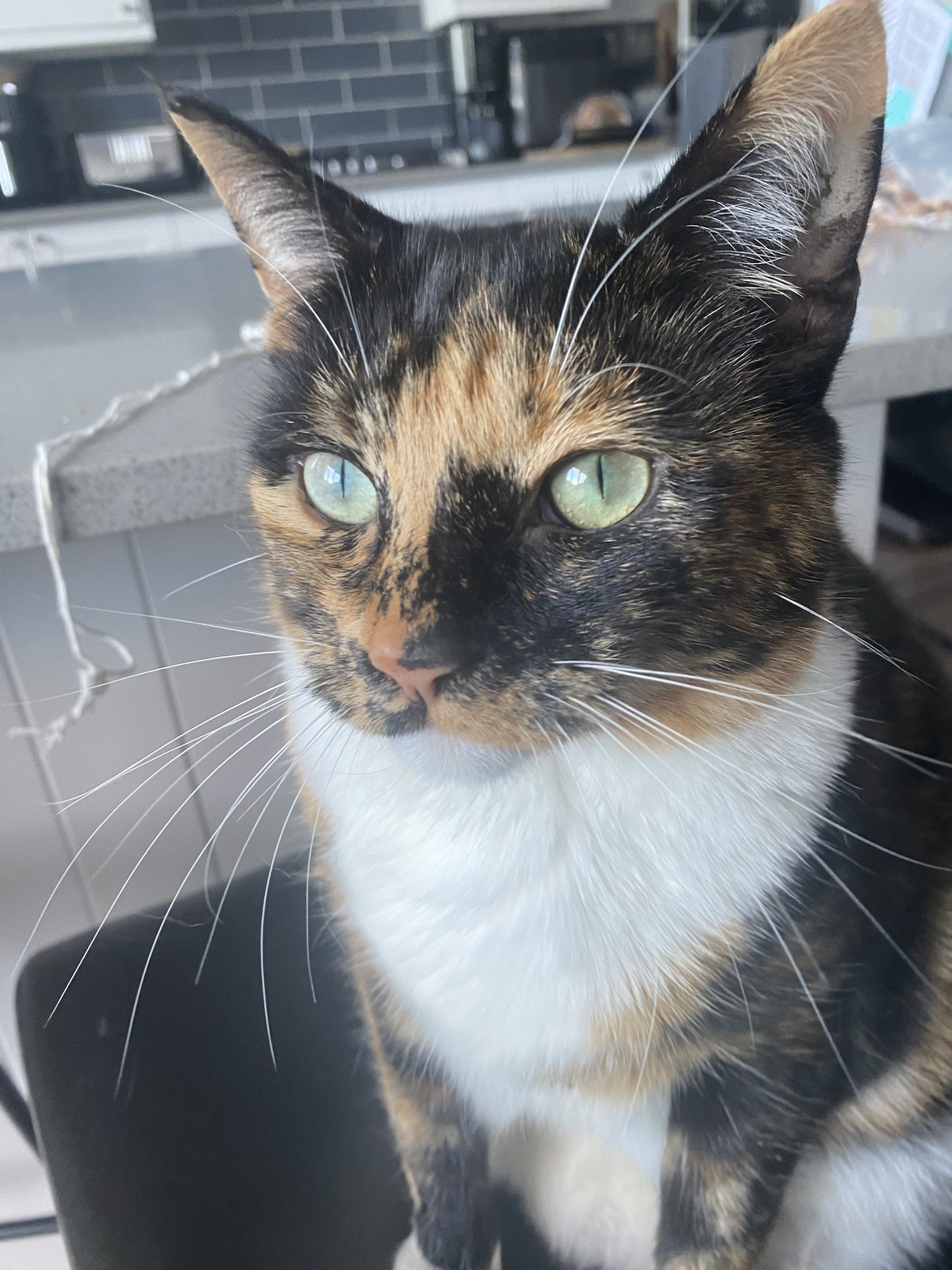 Crumble's daily snapshot of joy