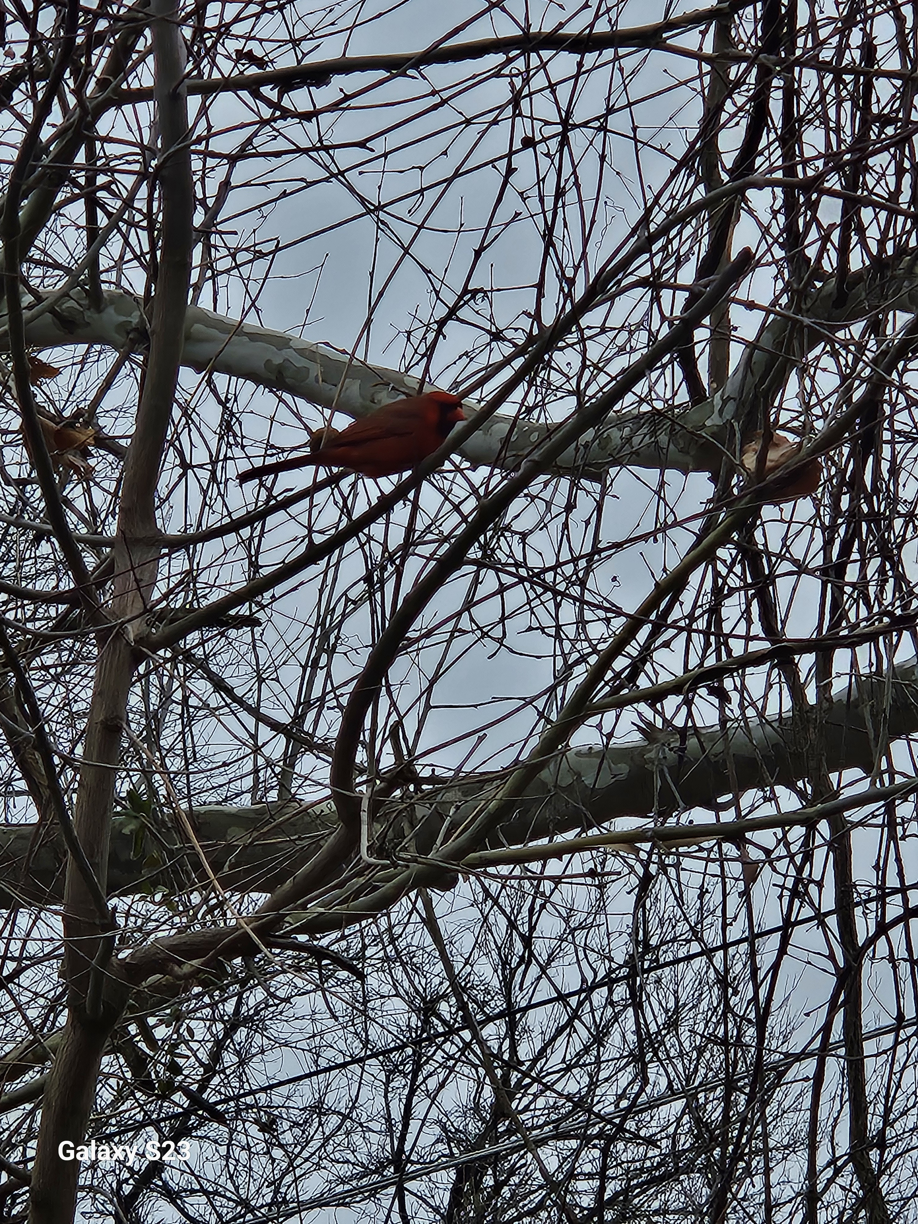 Just a Cardinal Chilling in Nature