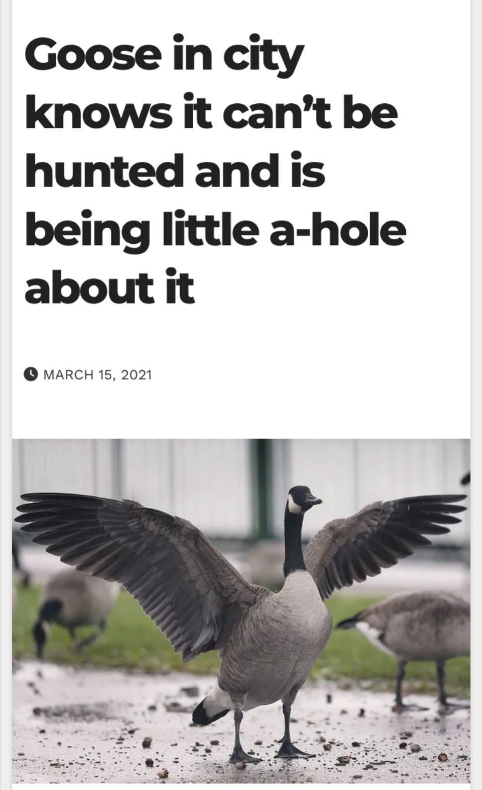 City Goose Enjoying Its Freedom and Being a Little Mischievous