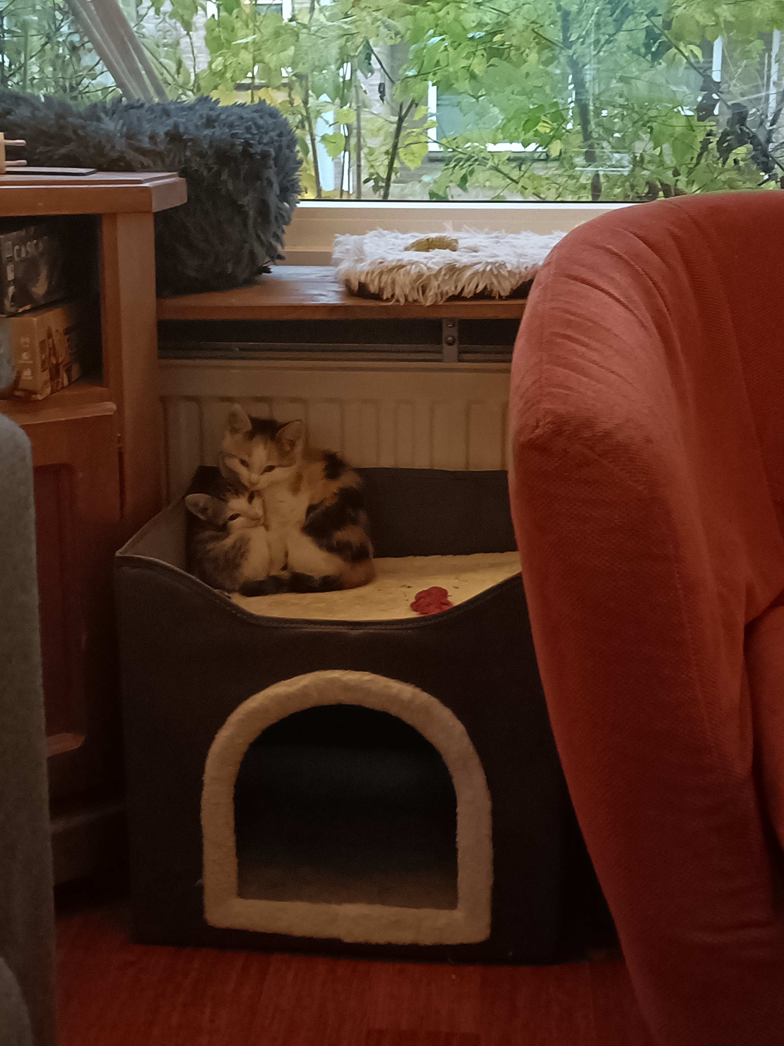 That sleeping position looks incredibly uncomfortable!