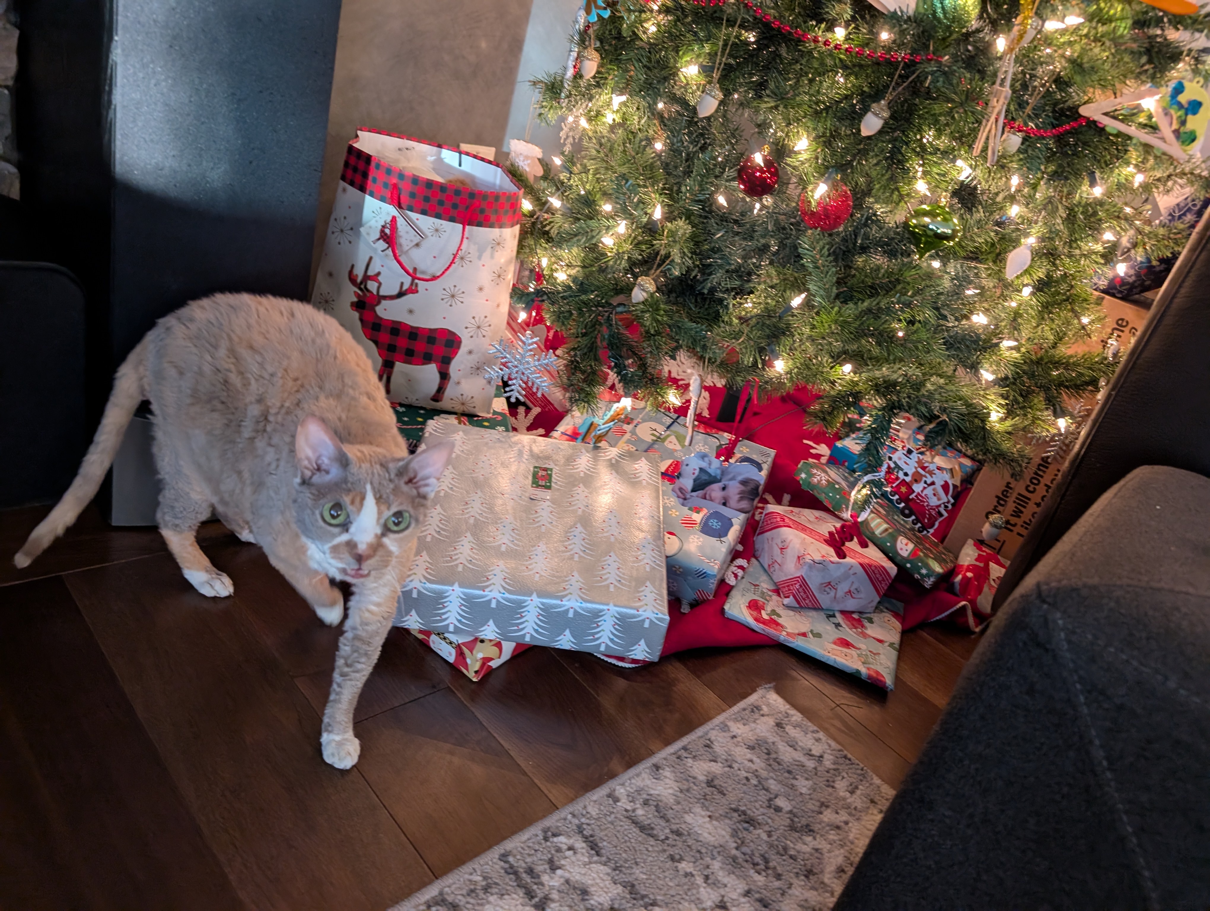 Vico Milk the Cornish Rex: the best gift ever!