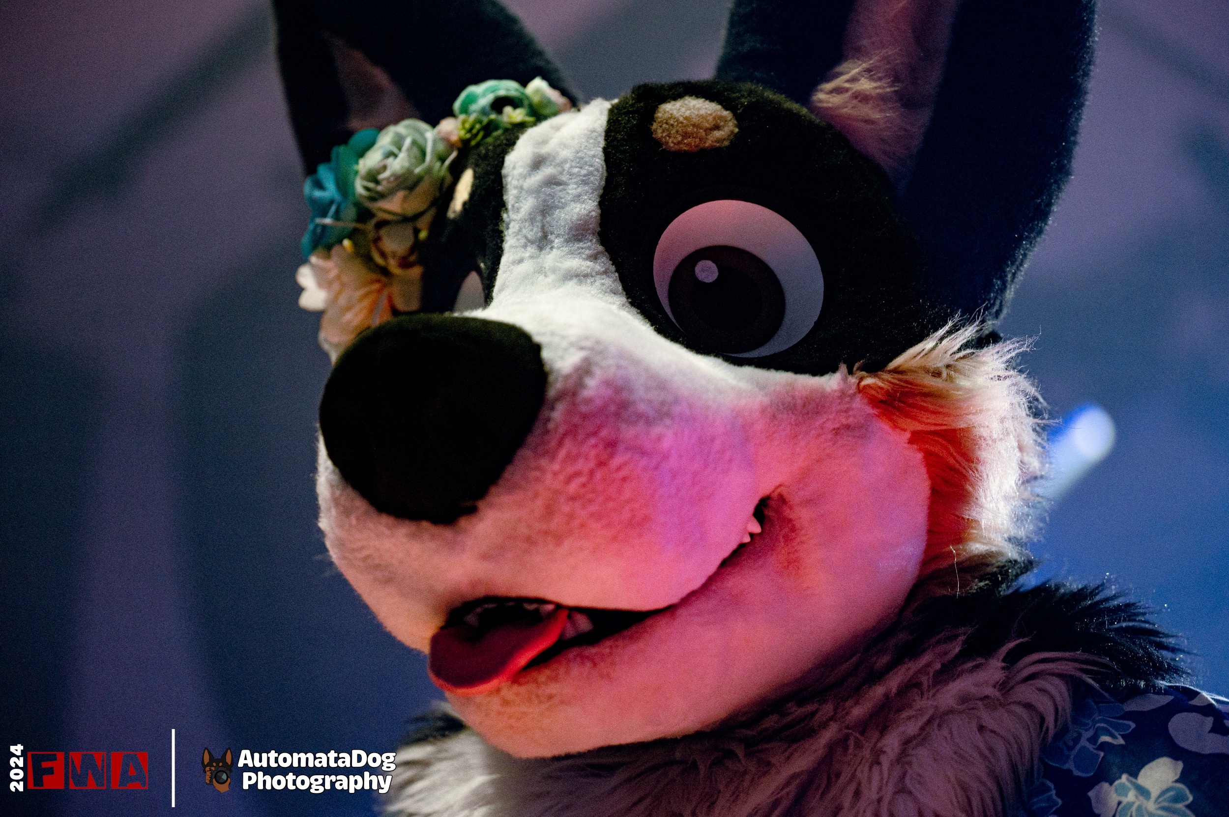 Daily Snapshots from a Furry Photographer - Day 408