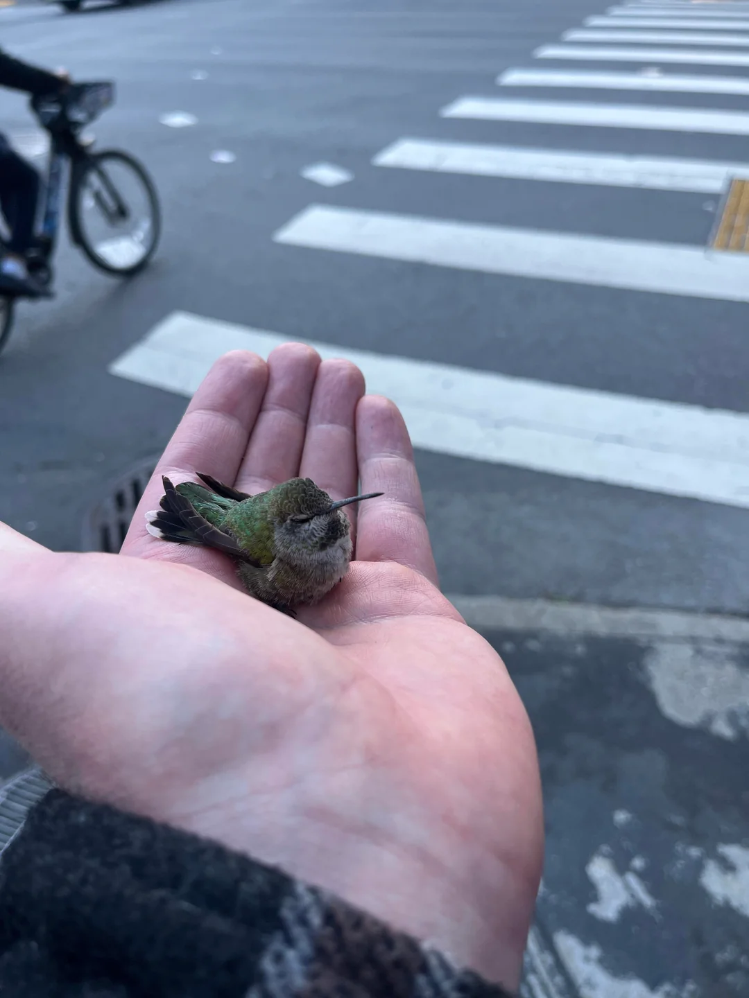 I saved a shivering hummingbird from the sidewalk!