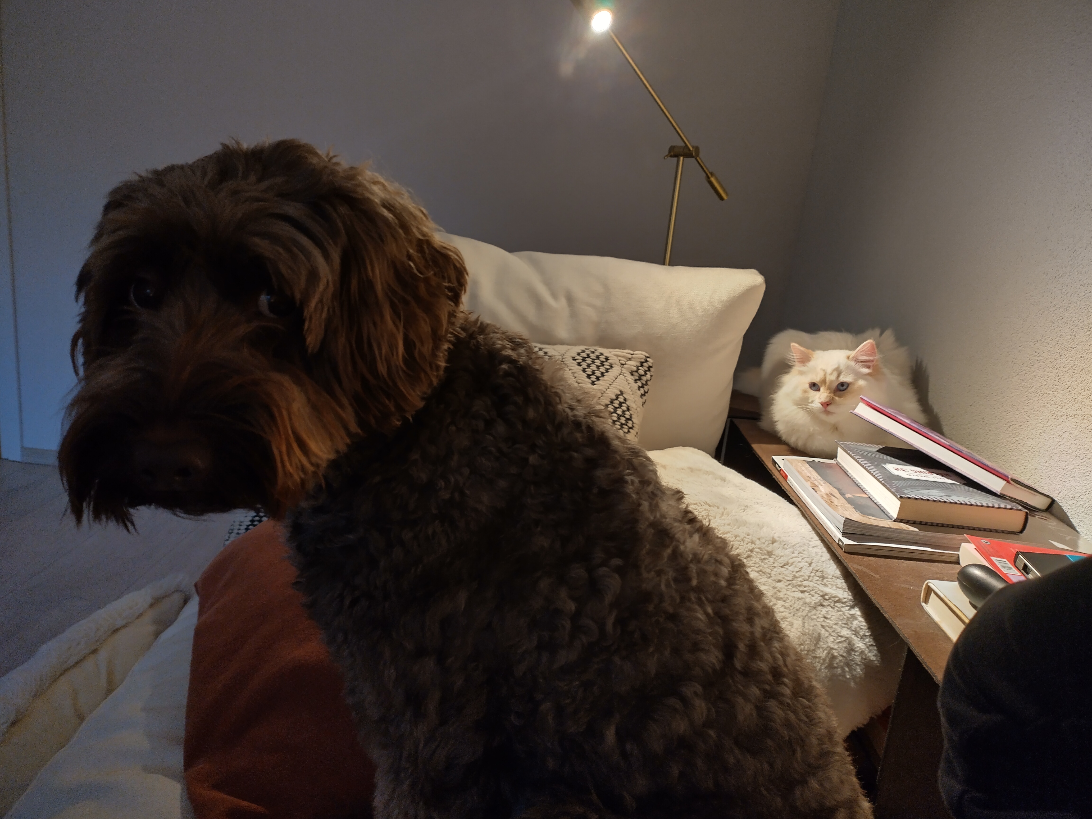 The Heartwarming Bond Between a Labradoodle and a Ragdoll Cat