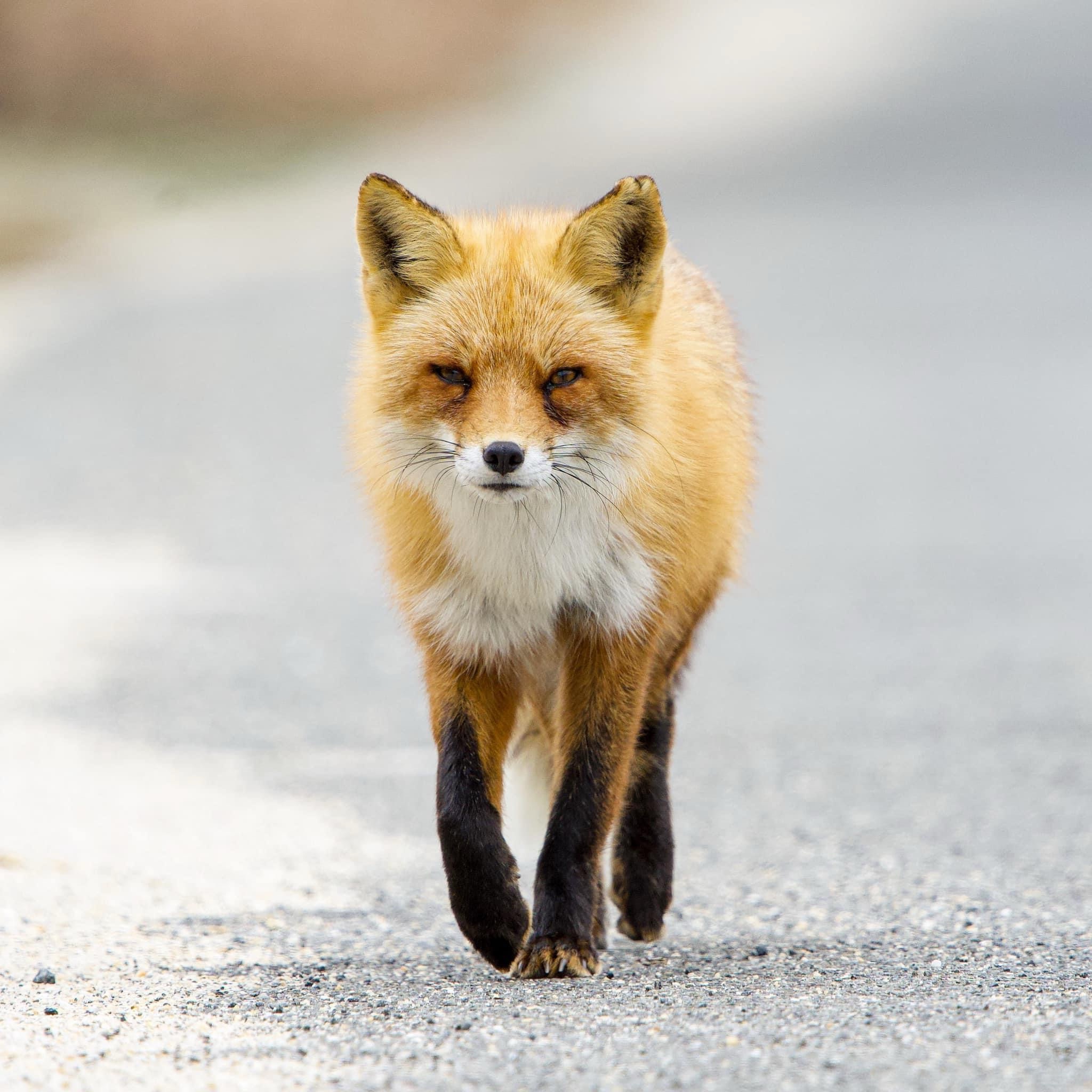A charming fox in its natural habitat