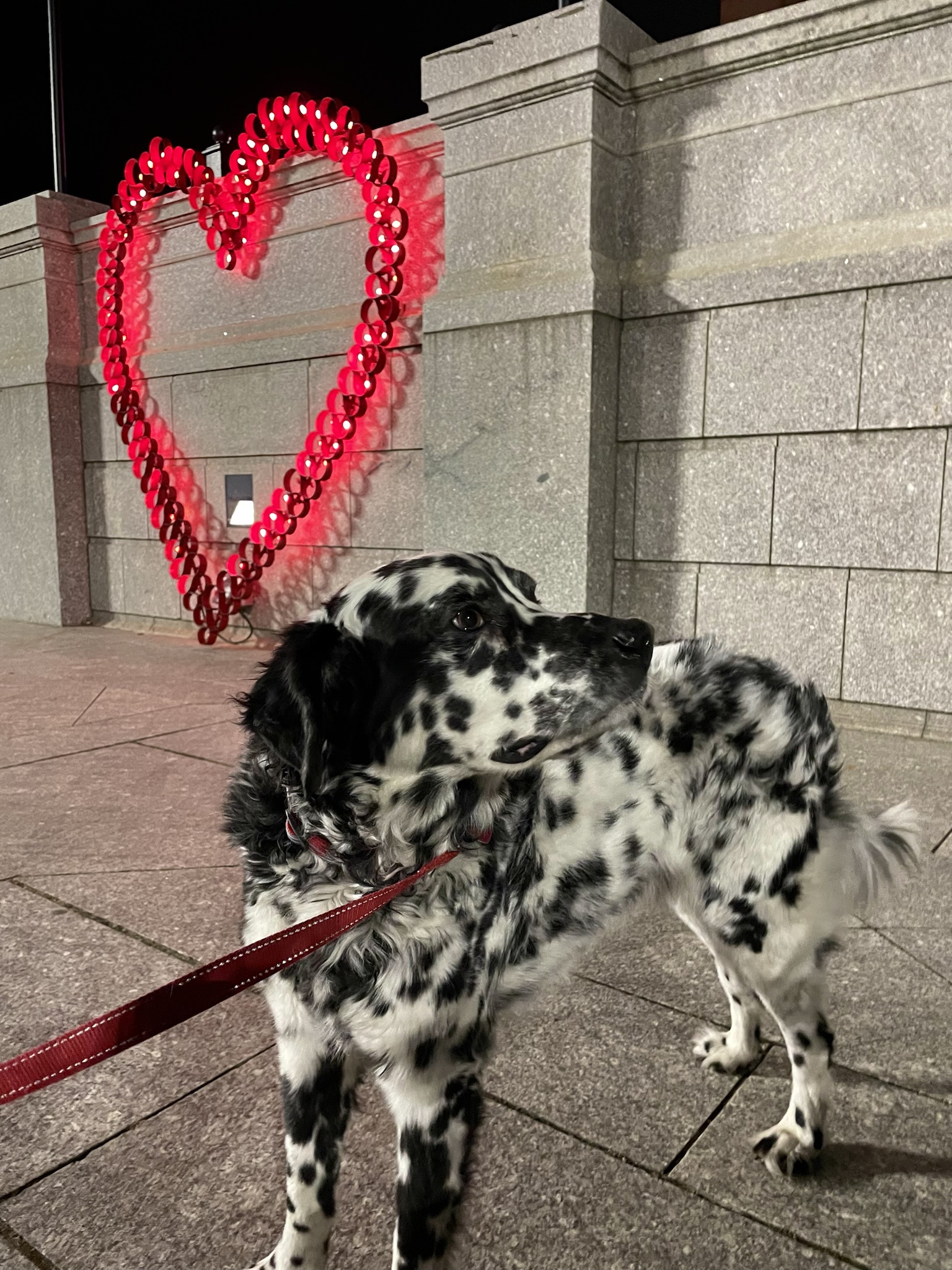 Enjoying a Heartwarming Evening Stroll with Professor - Let's Spread More Love!