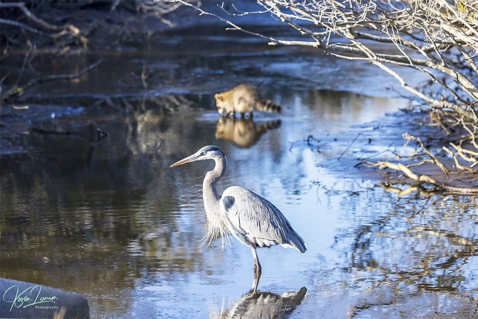 Heron Meets Raccoon: An Unexpected Encounter