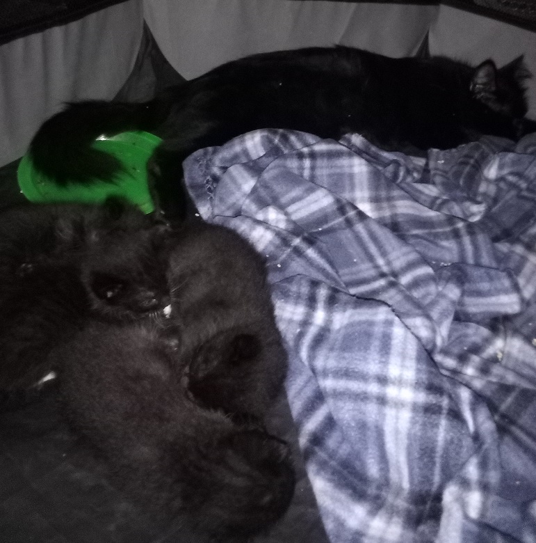 Kittens in Tuxedos: A Delightful Void