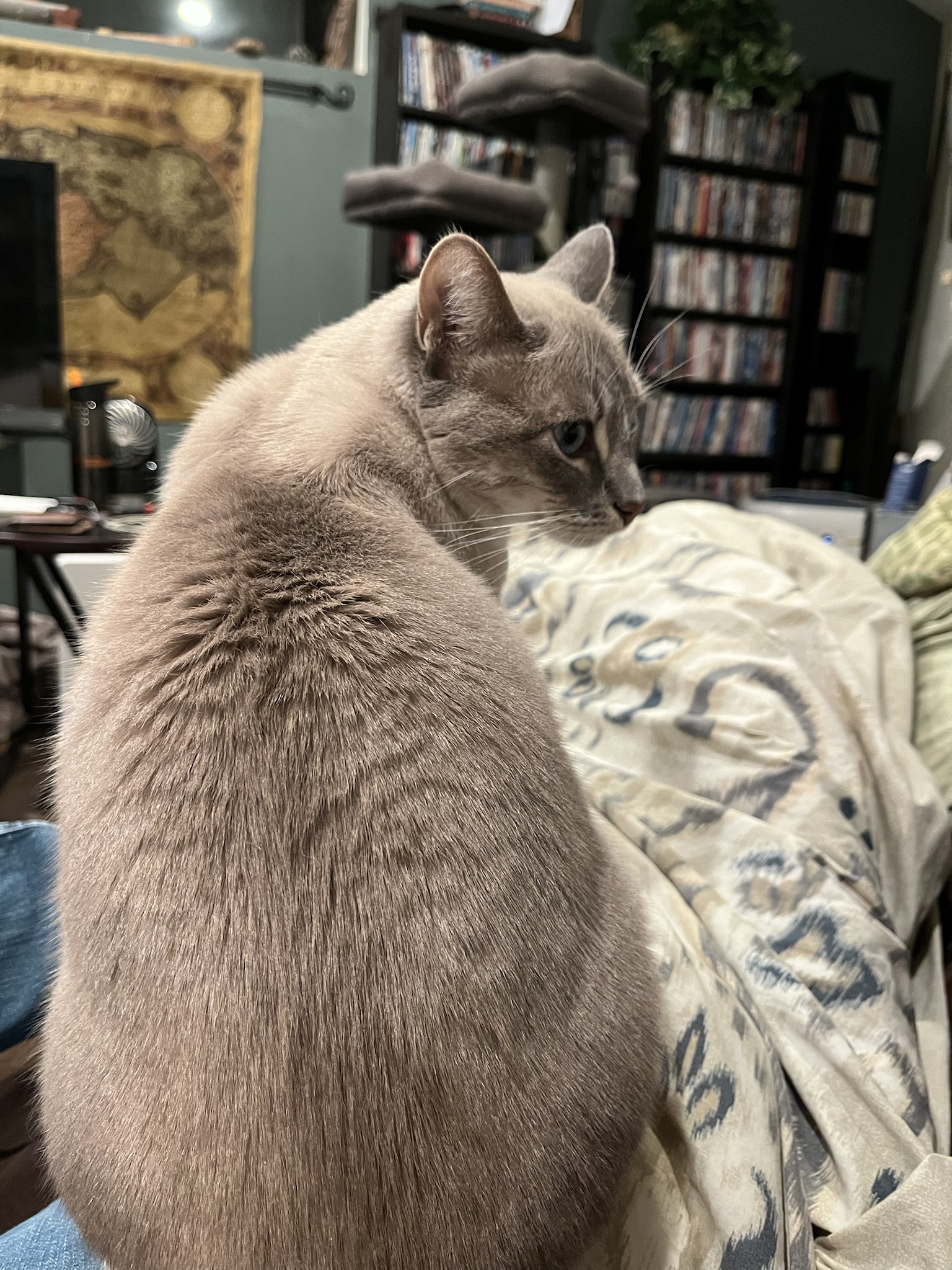 Daily Cat Chronicles: Ivy's Day 318