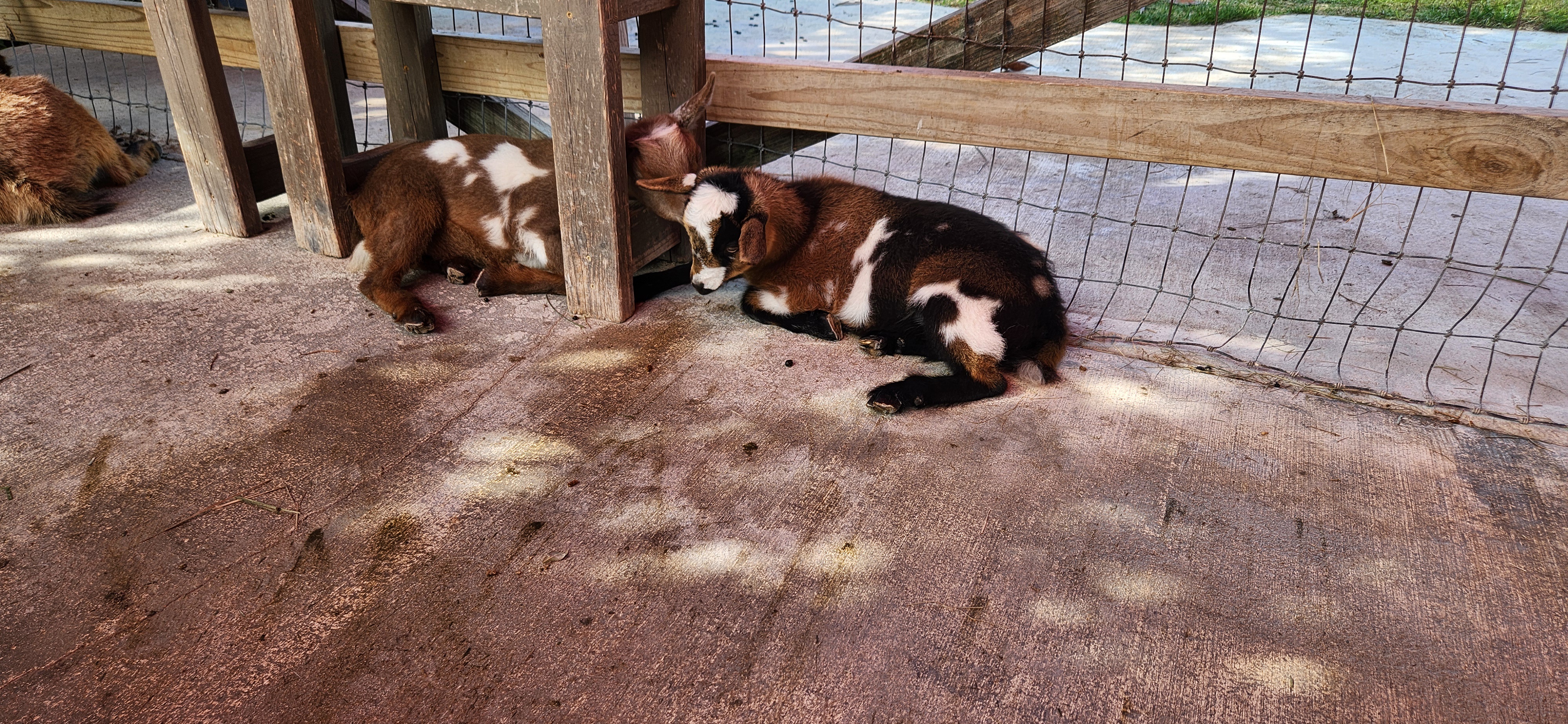 Celebrating Imgurs Sweet 16 with Adorable Baby Goats