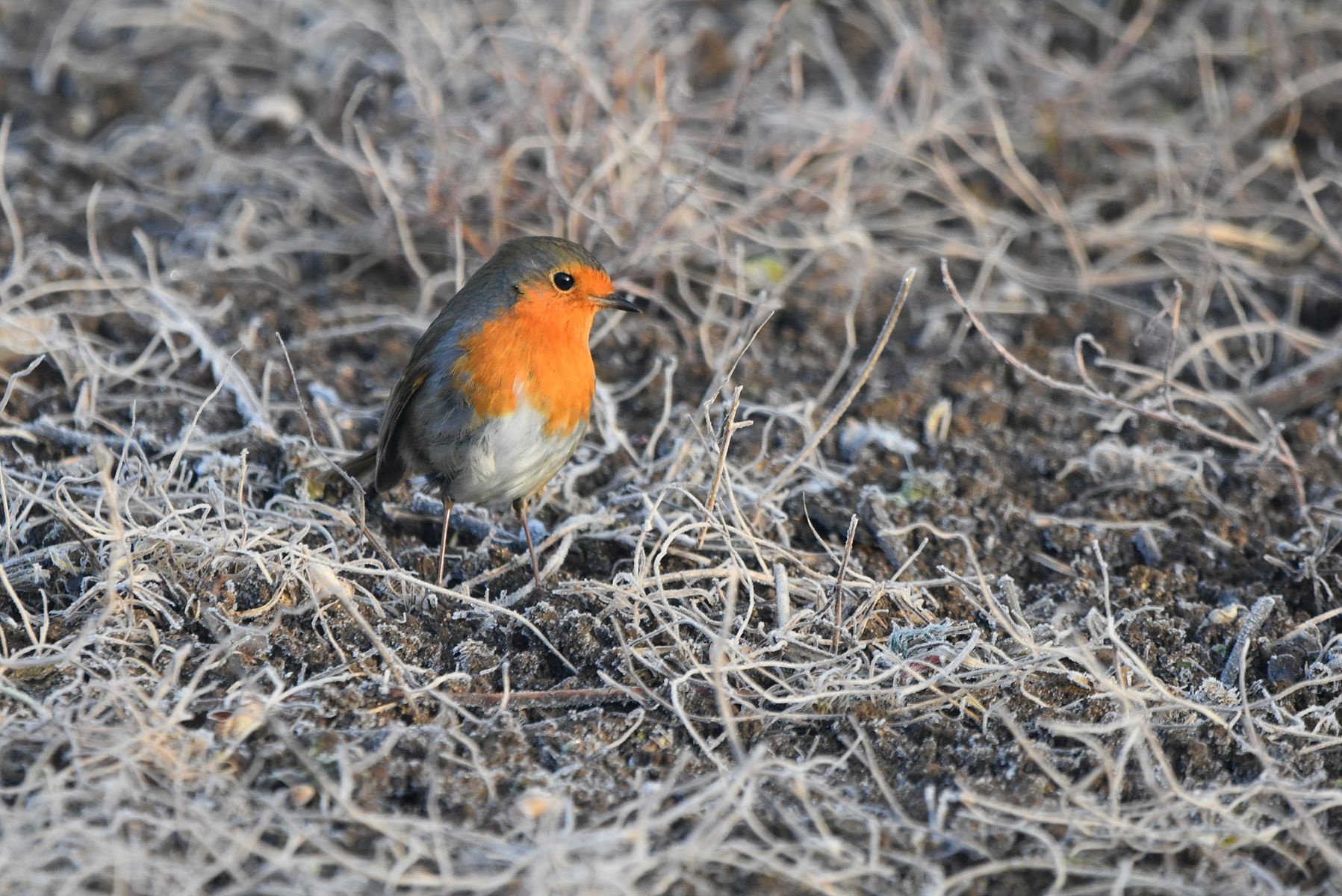 Discovering the European Robin in Vienne, France on January 25th