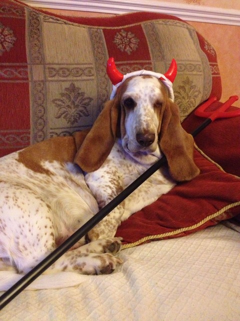 Meet the mischievous devil dog