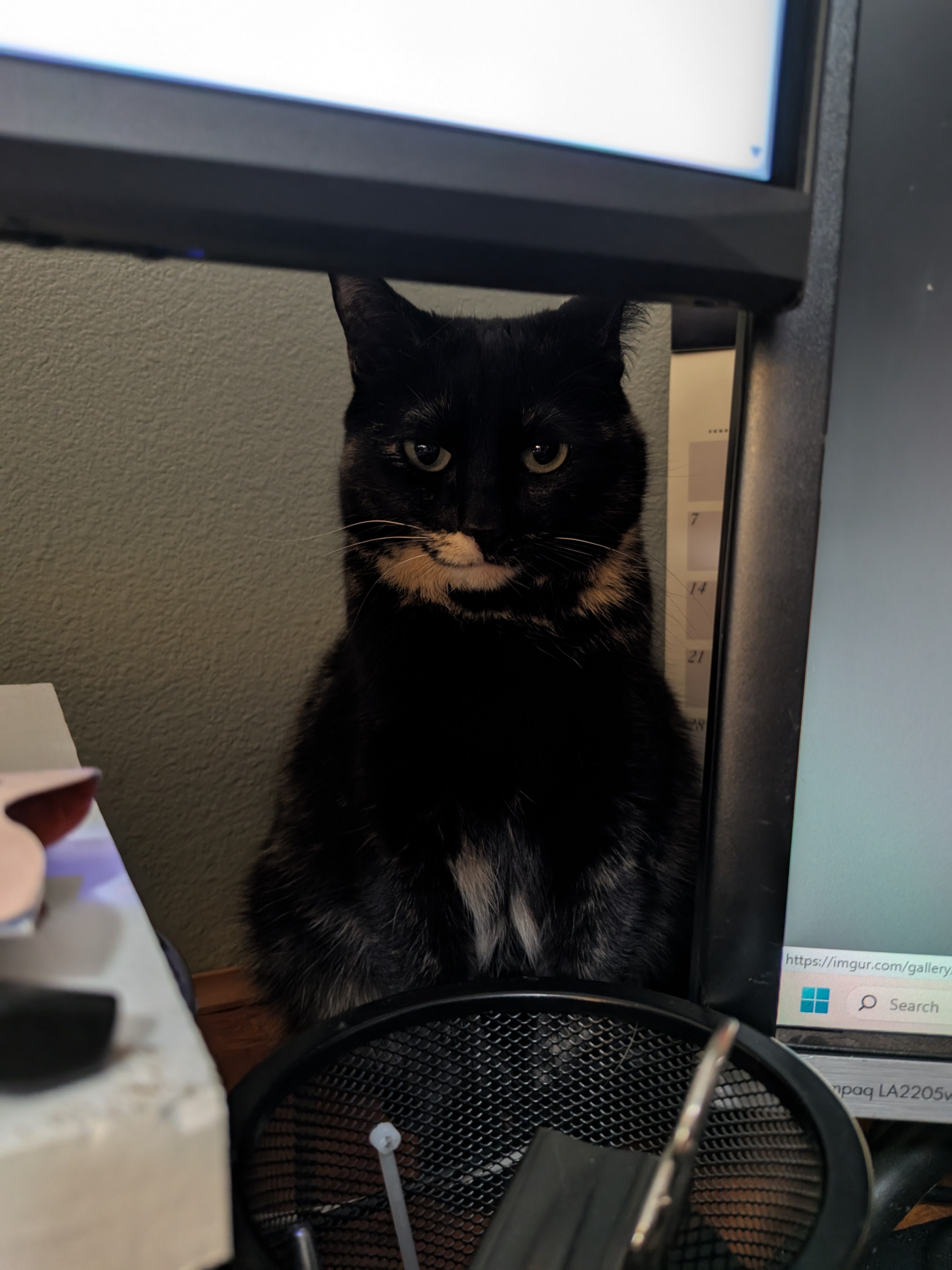 The Adorable Smudge Strikes Again