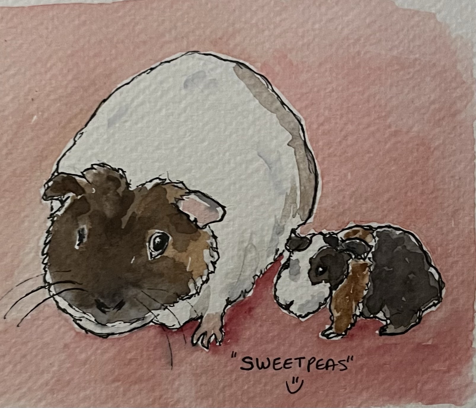 Adorable baby guinea pig snuggles with mama!
