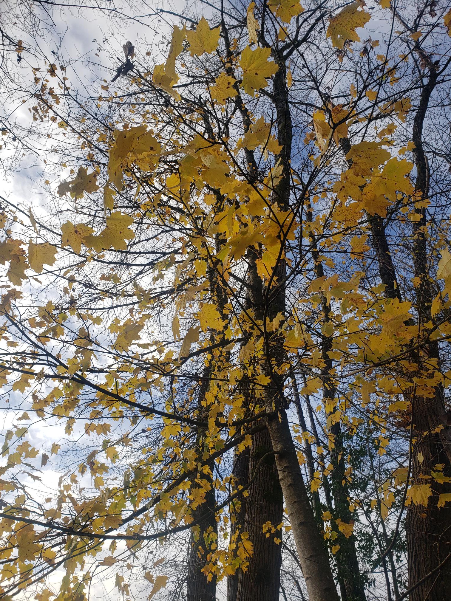 Chasing the Last Hues of Fall: A Colorful Adventure