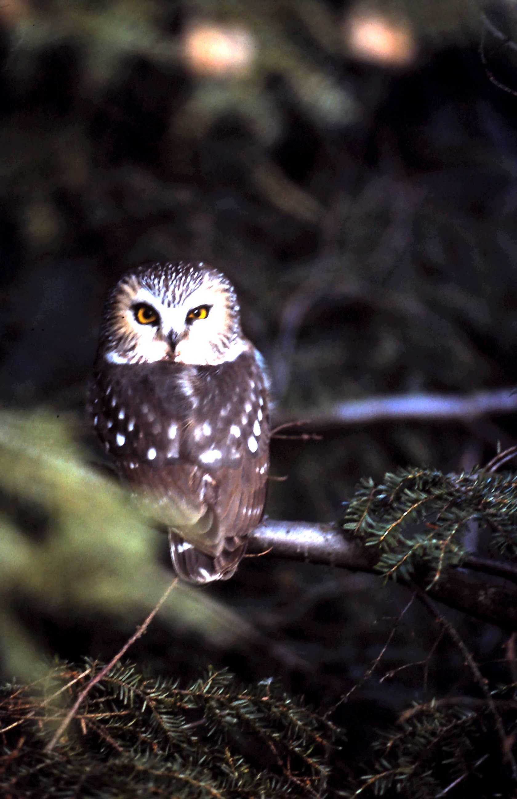 A Saw-whet Owl Nestled in a Hemlock Tree