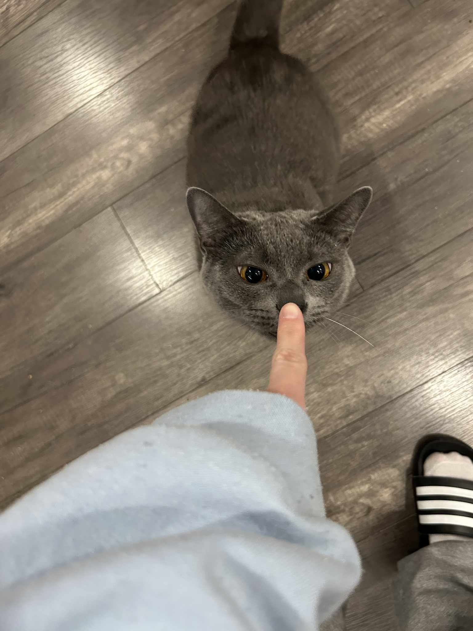 Giving Poe a playful boop on the snoot