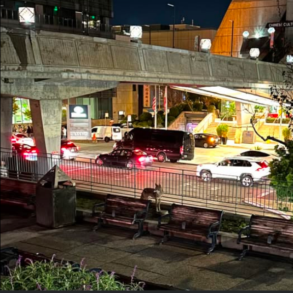 A Coyote's Adventure in the Heart of Chinatown