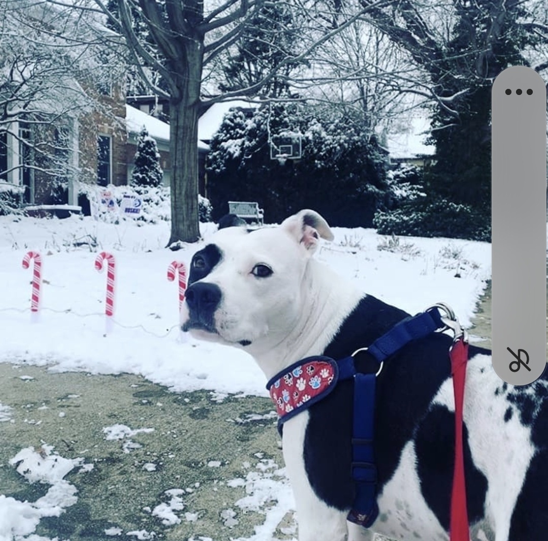 Meet Maya Moo: The Adorable Star of the Show
