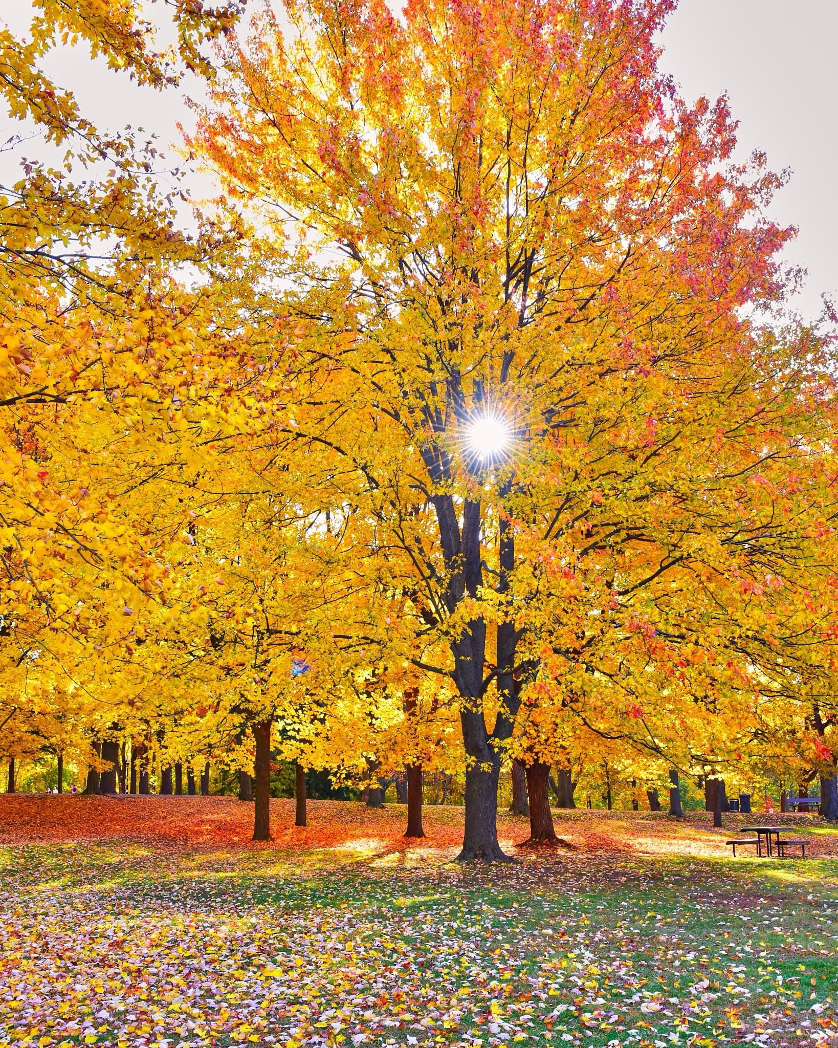 Embracing the Beauty of Autumn: A Seasonal Delight