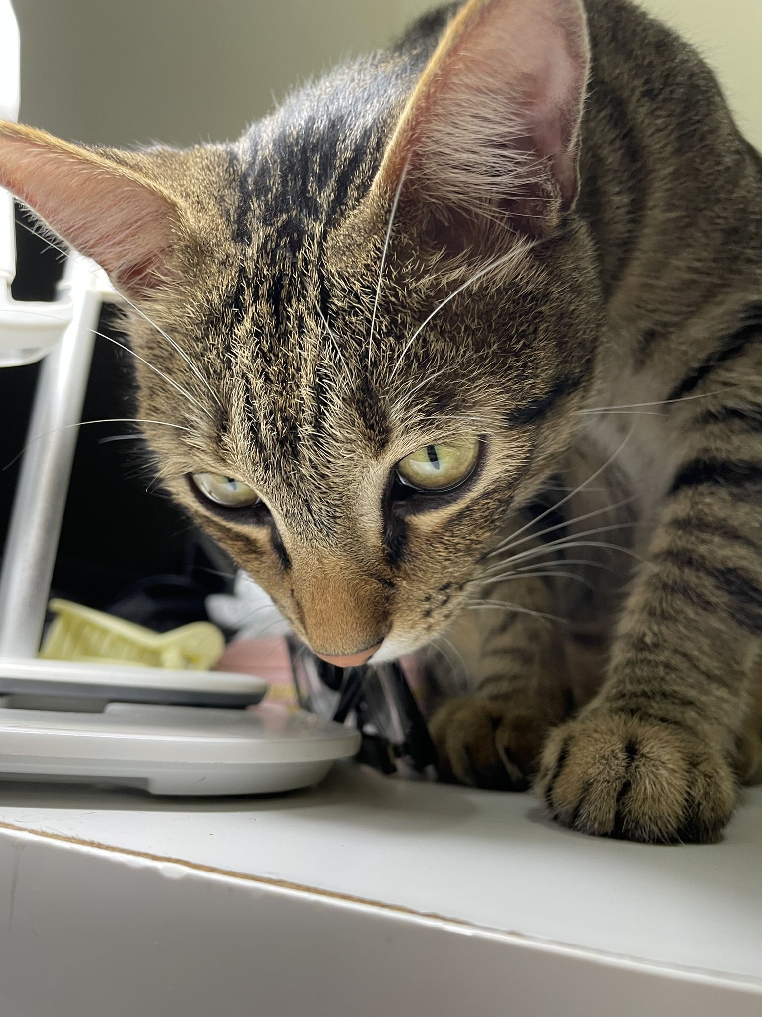 Just a Cat: The Internet's Favorite Feline