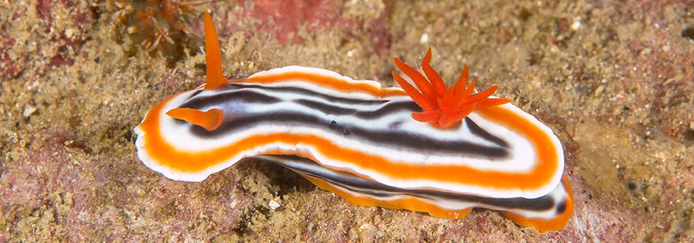 It's Sea Slug Tuesday, folks!