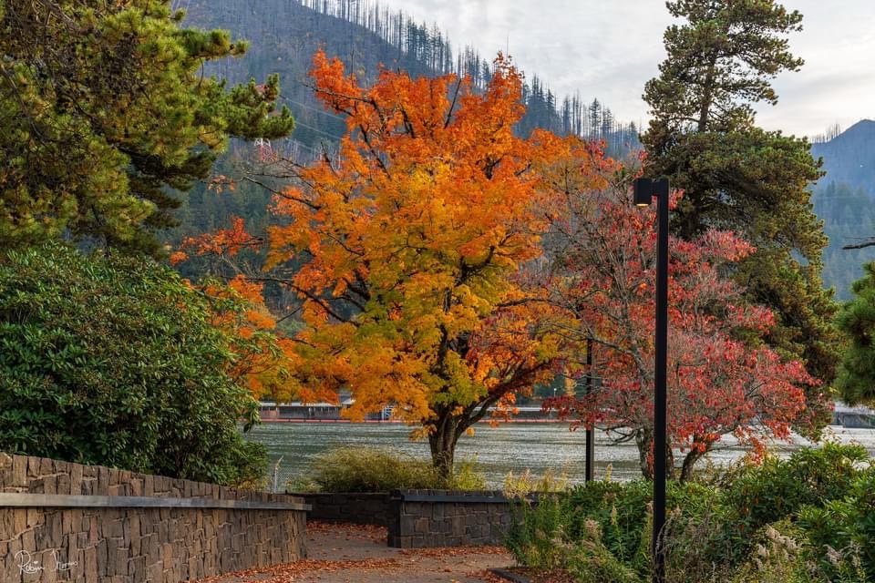Majestic Trees Everywhere