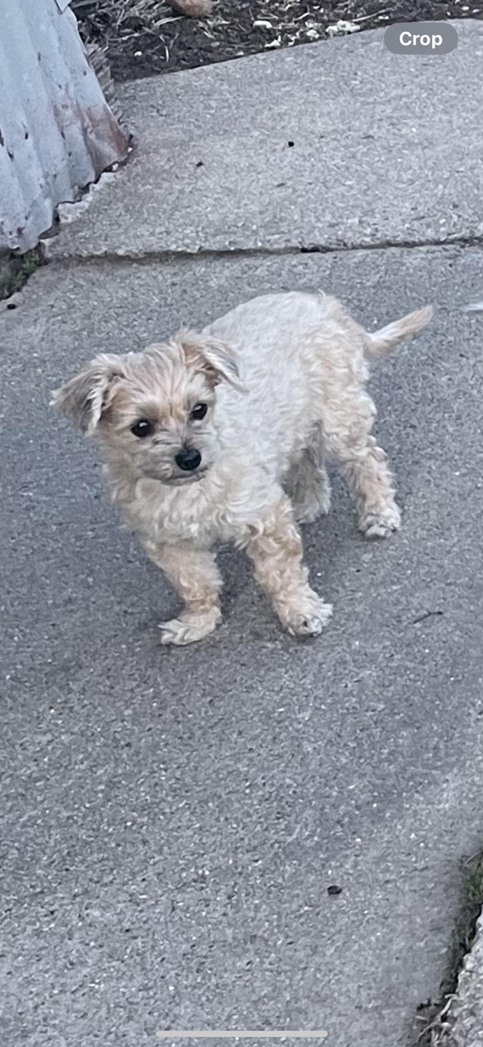 Meet my adorable puppy companion!