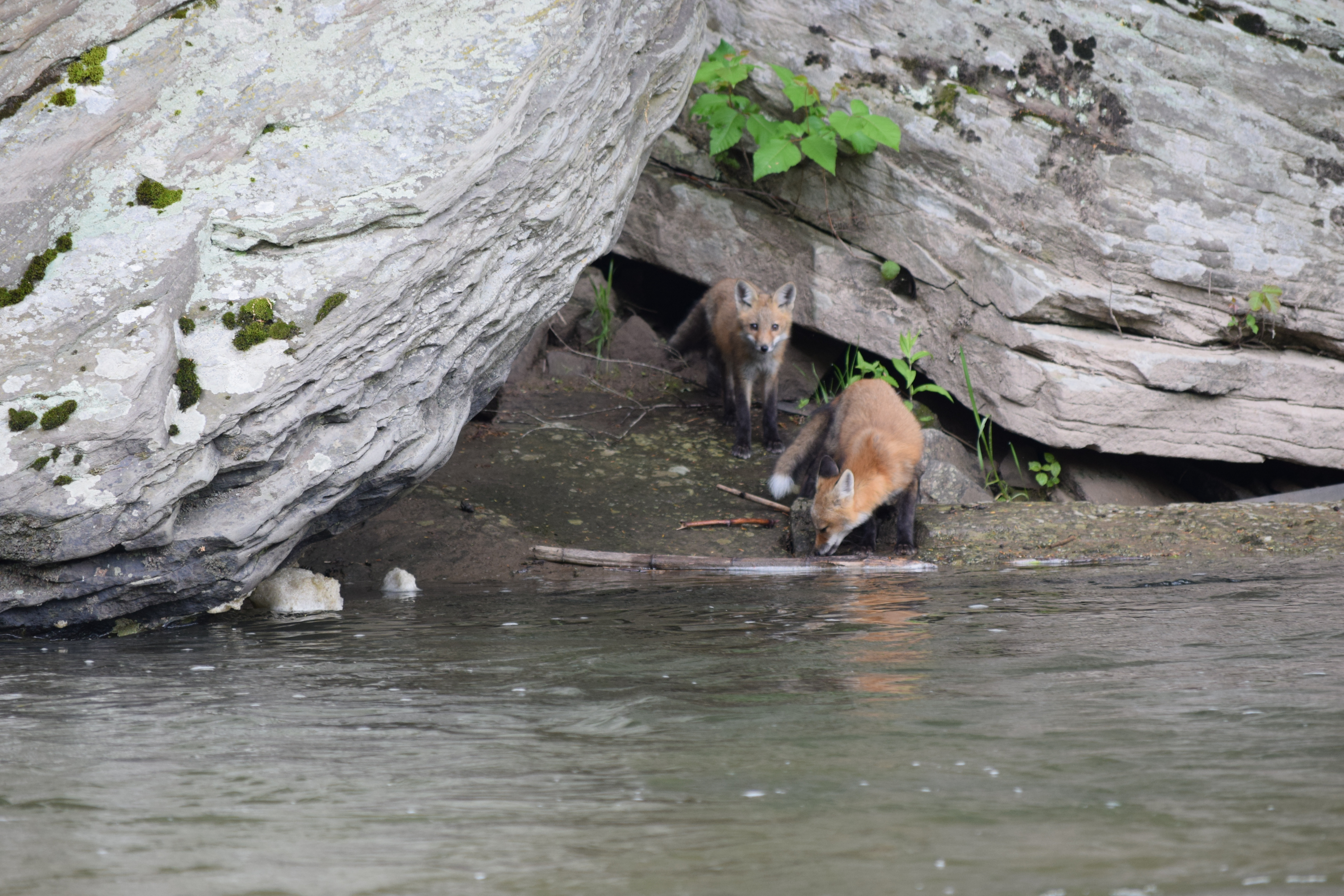 Exploring the West Branch Foxes