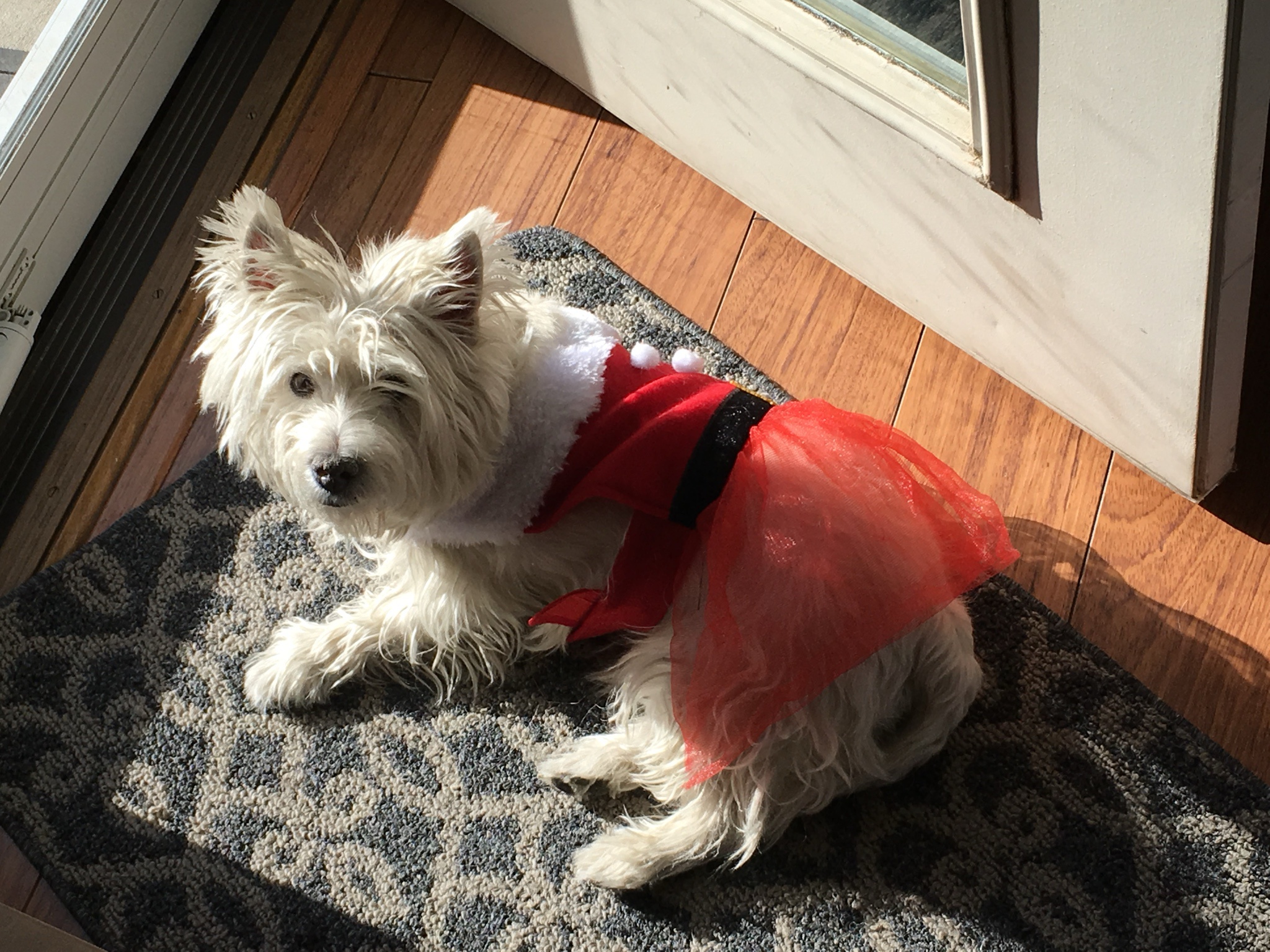 Lily Shines in Her Adorable Christmas Dresses