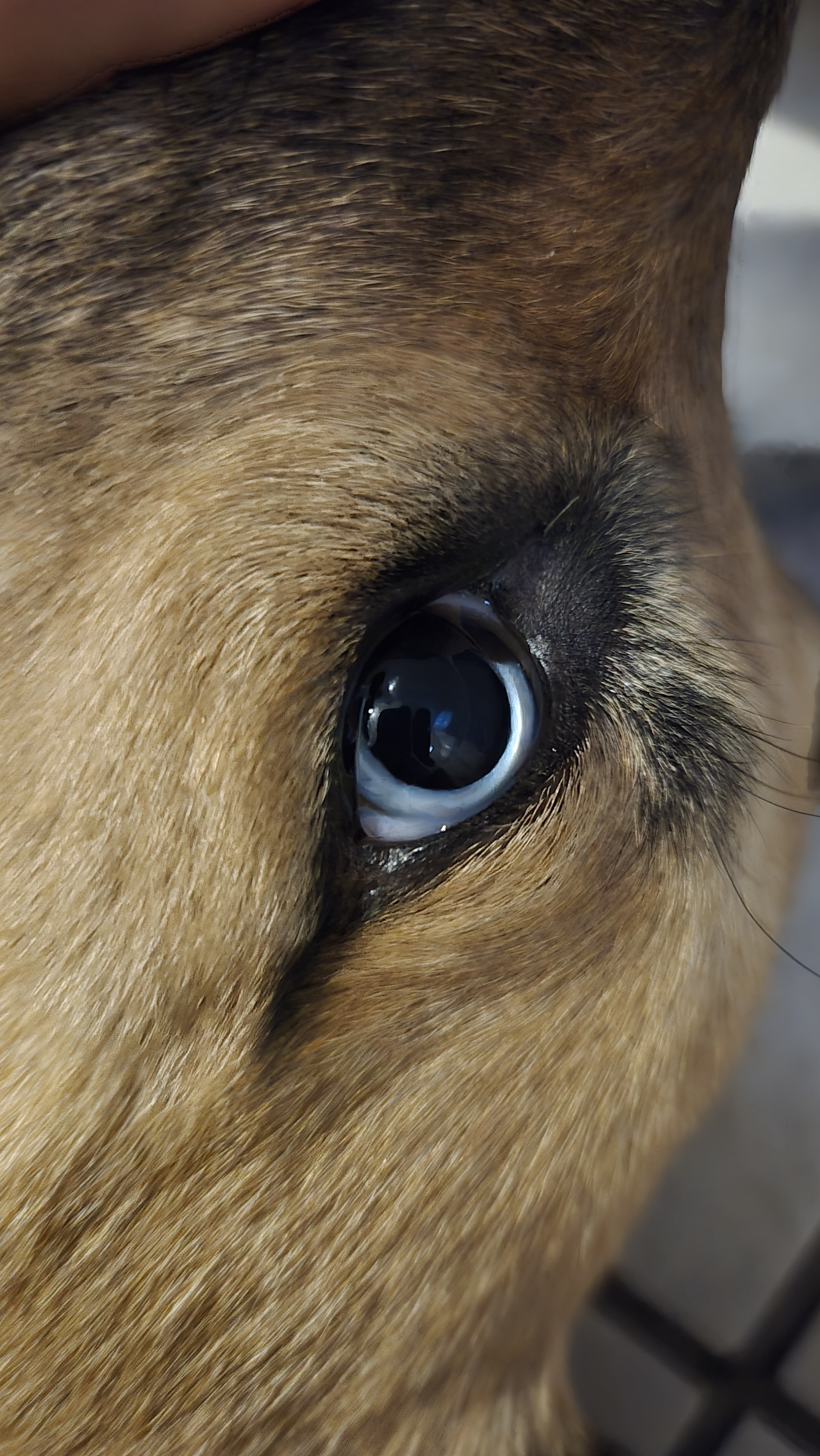 The Enchanting Gaze of Dog Eyes 2