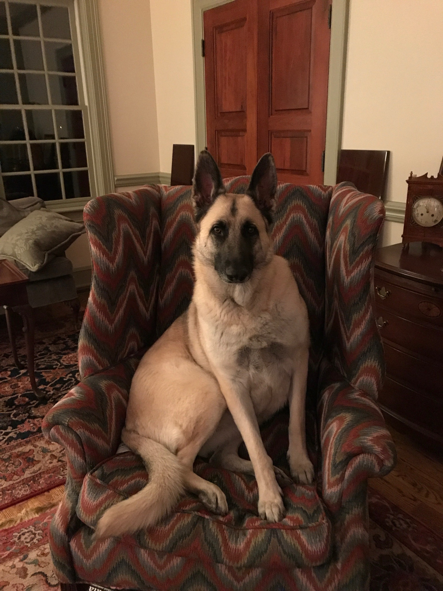 Just a Dog Being a Dog: Pure Joy