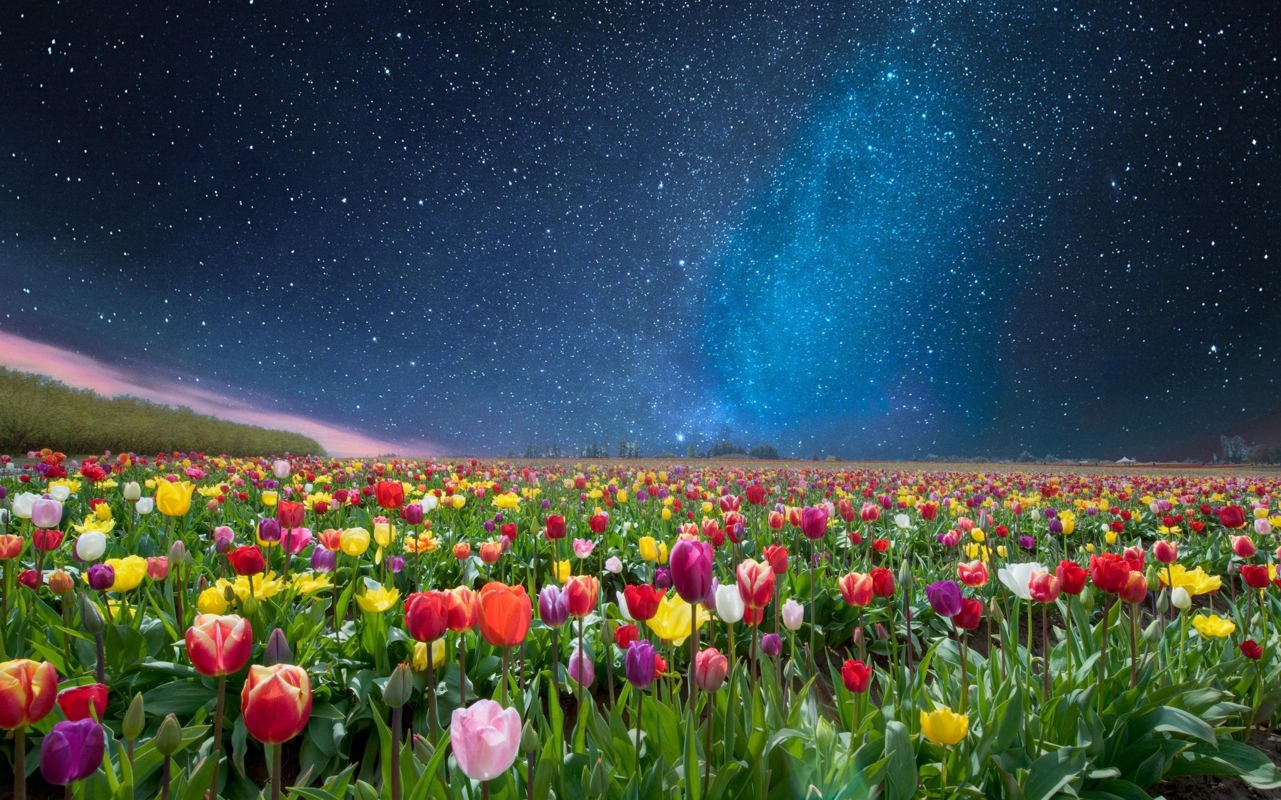 A Stunning Fusion of Landscape, Flowers, and Stars