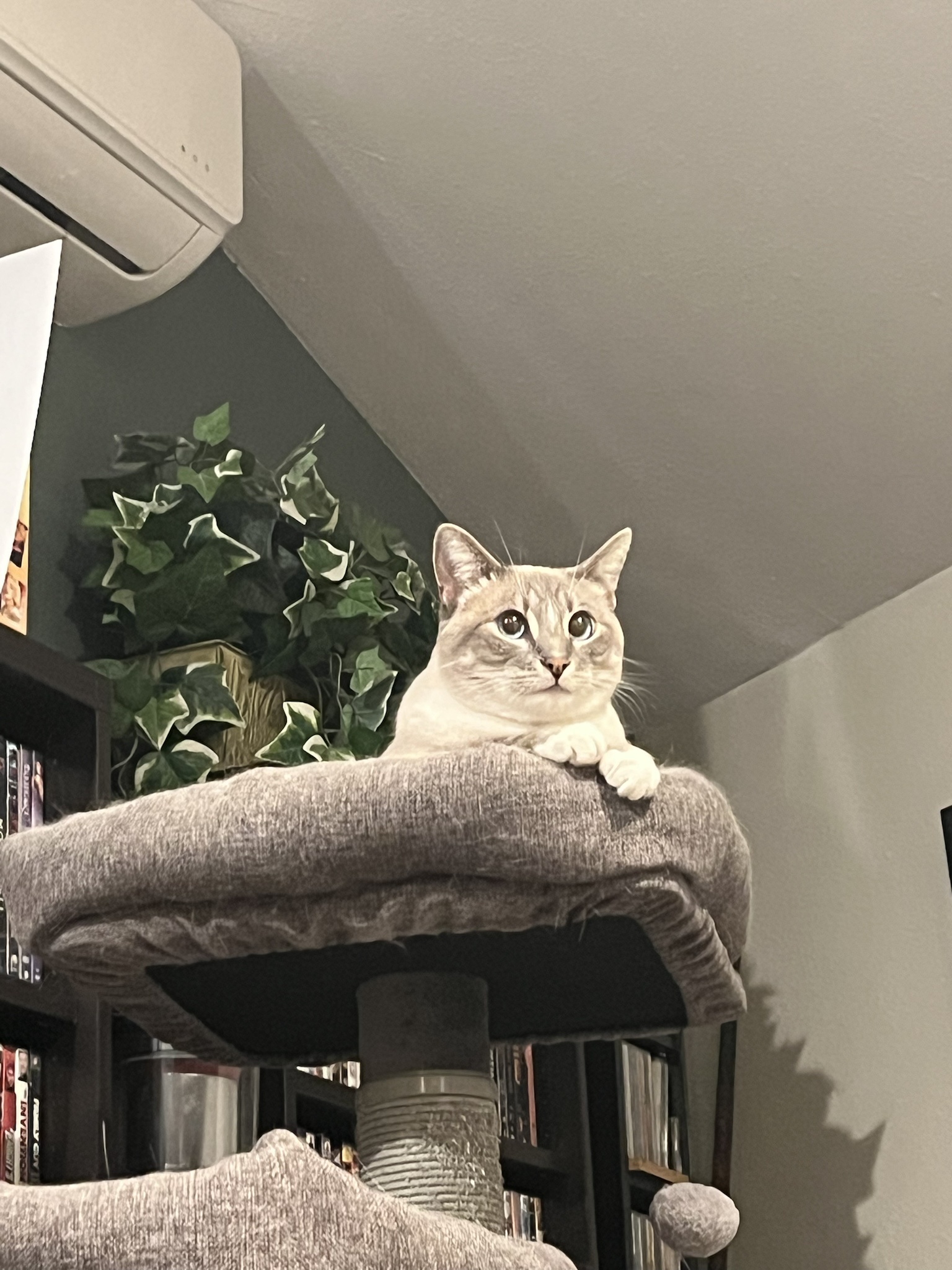 Daily Dose of Ivy: Cat Chronicles Day 312
