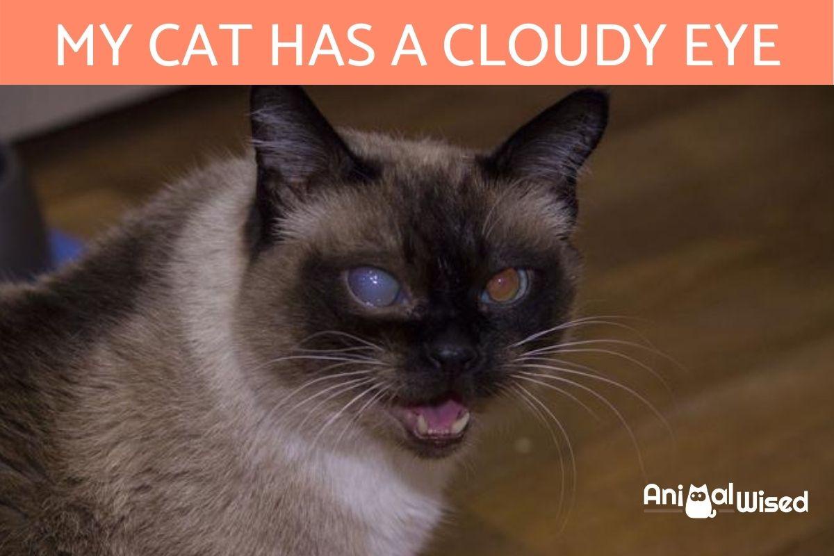 Gazing into the Soul: The Cat with Cloudy Eyes
