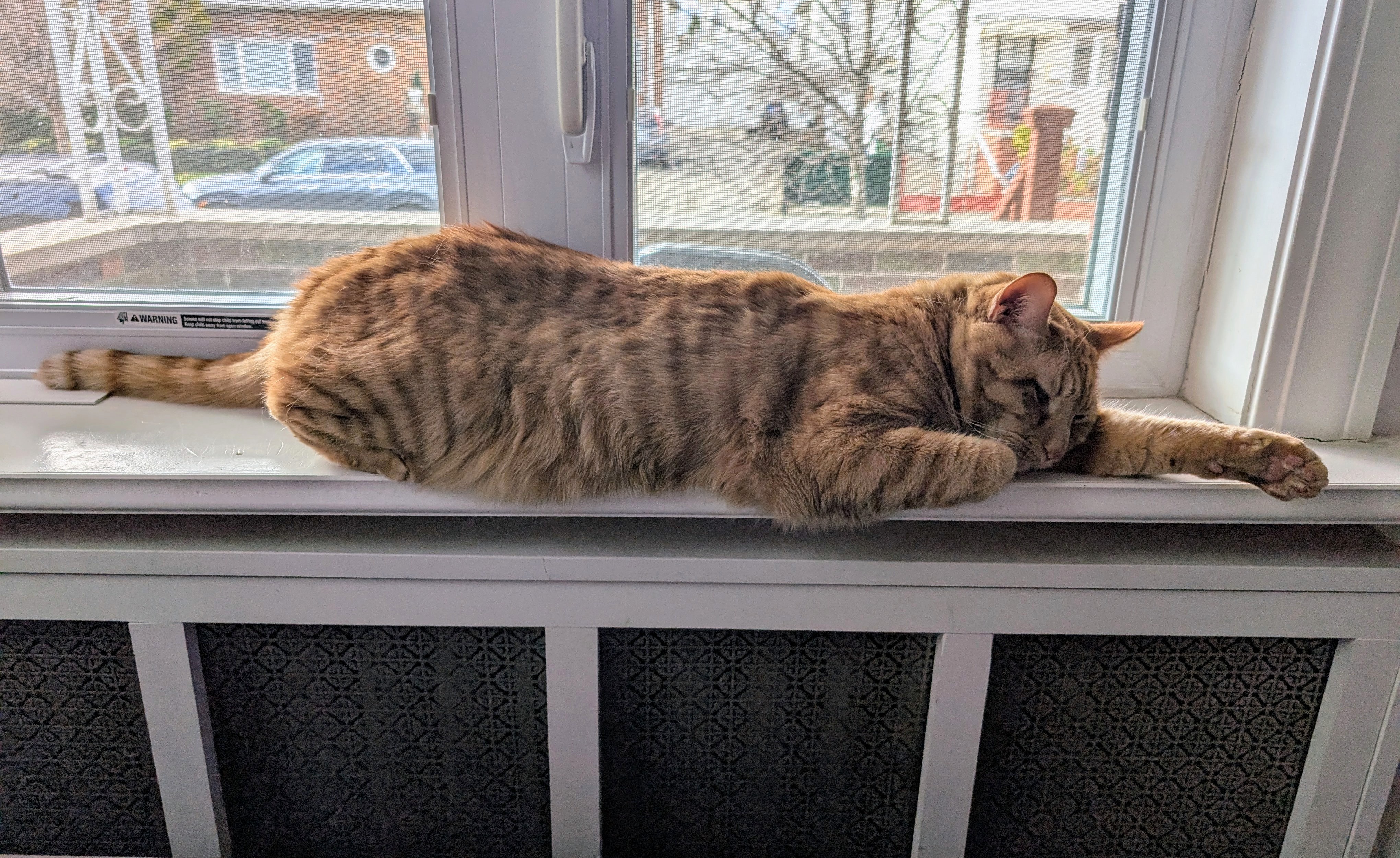Kitty Enjoying the Cozy Warmth of the Radiator