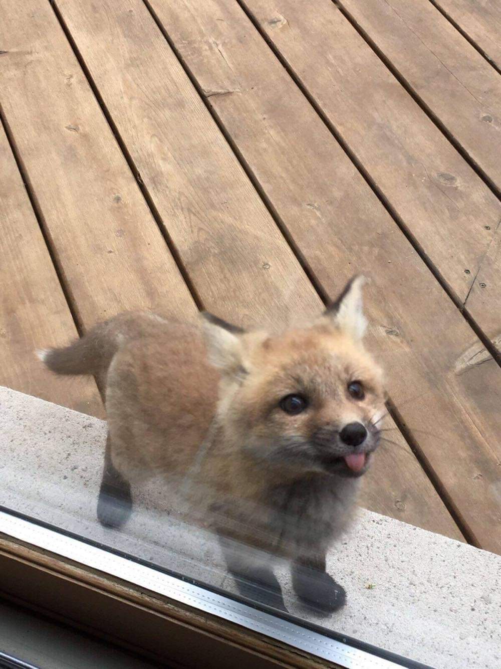 The Adorable Mlem Moment