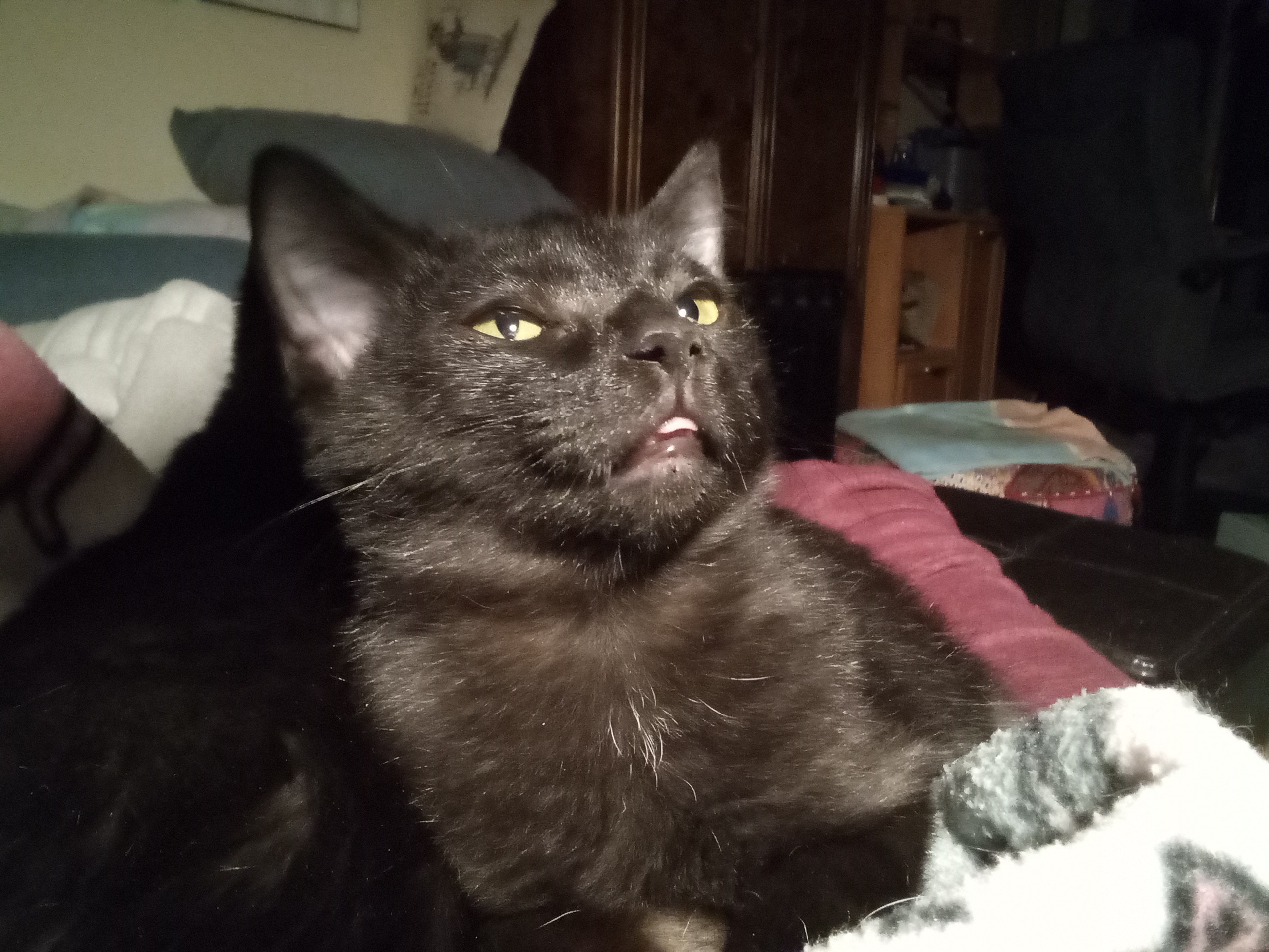 Meet our adorable foster kitten Anole with the tiniest blep!